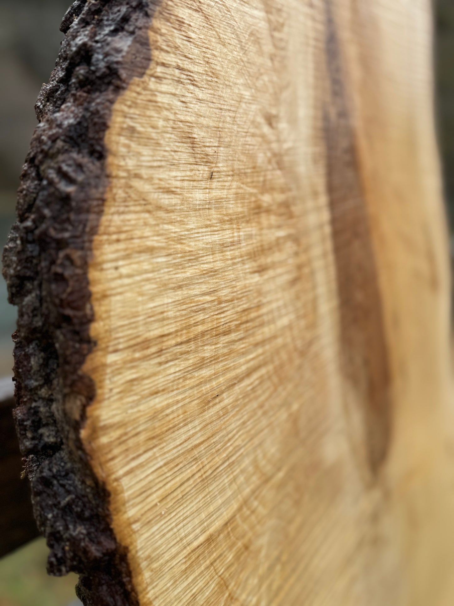 Live Edge Ash Slab with Burl - 123" x 20" x 2"