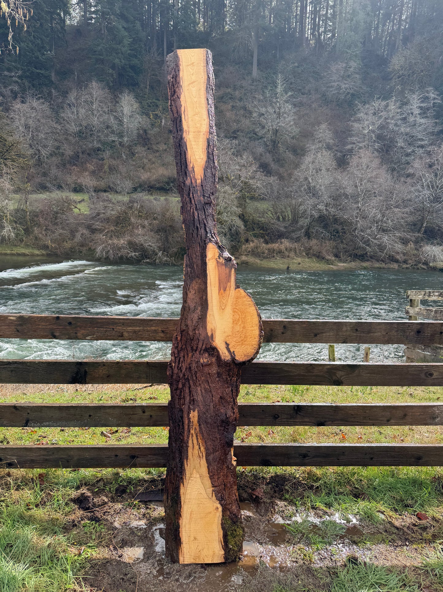 Live Edge Ash Slab with Burl - 123" x 20" x 2"