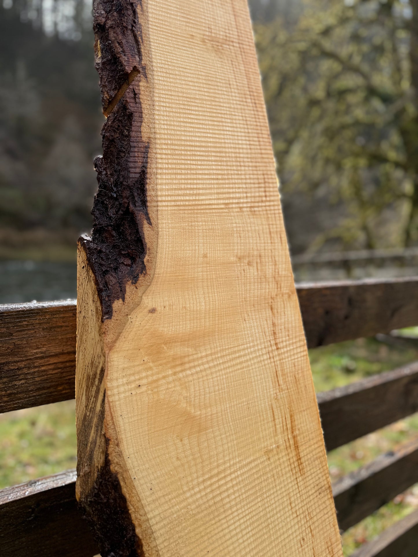 Live Edge Ash Slab - 123" x 12" x 2.5"