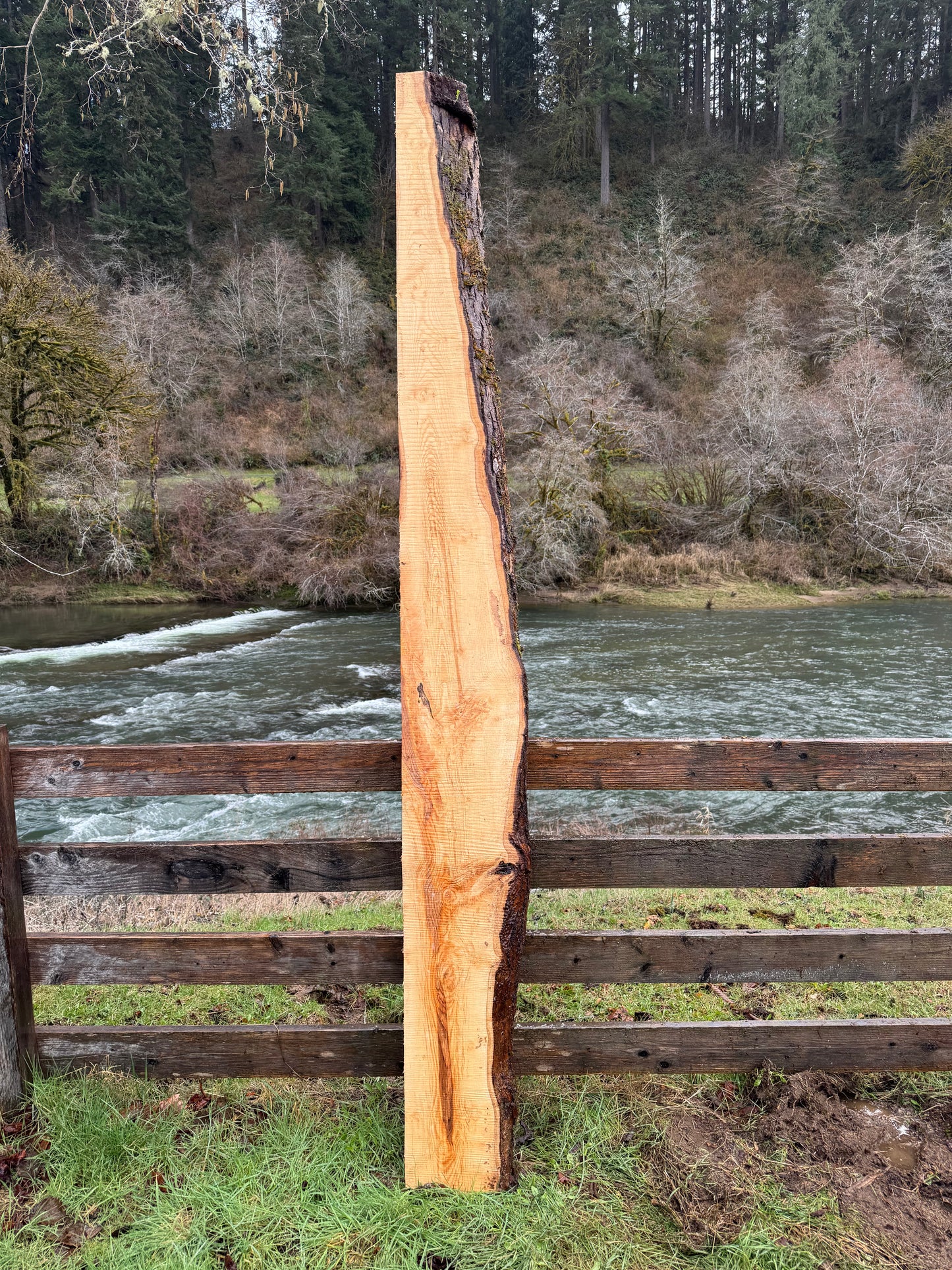 Ash Slab Live Edge - 124" x 13" x 3"