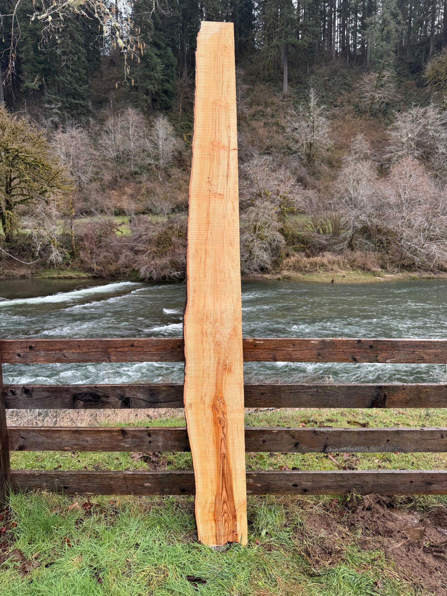 Ash Slab Live Edge - 124" x 13" x 3"