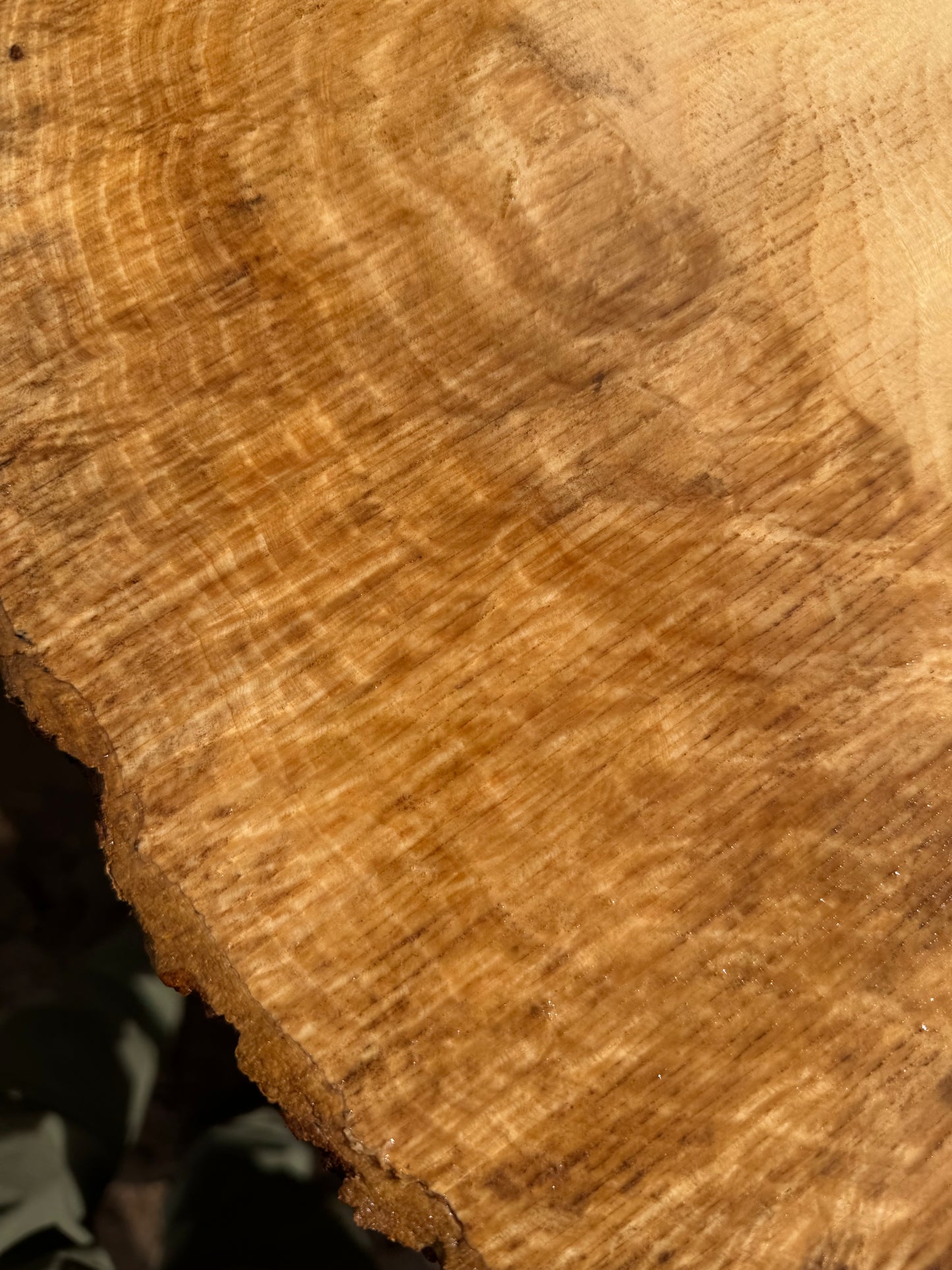 Ash Burl Slab 28" x 11" x 3"