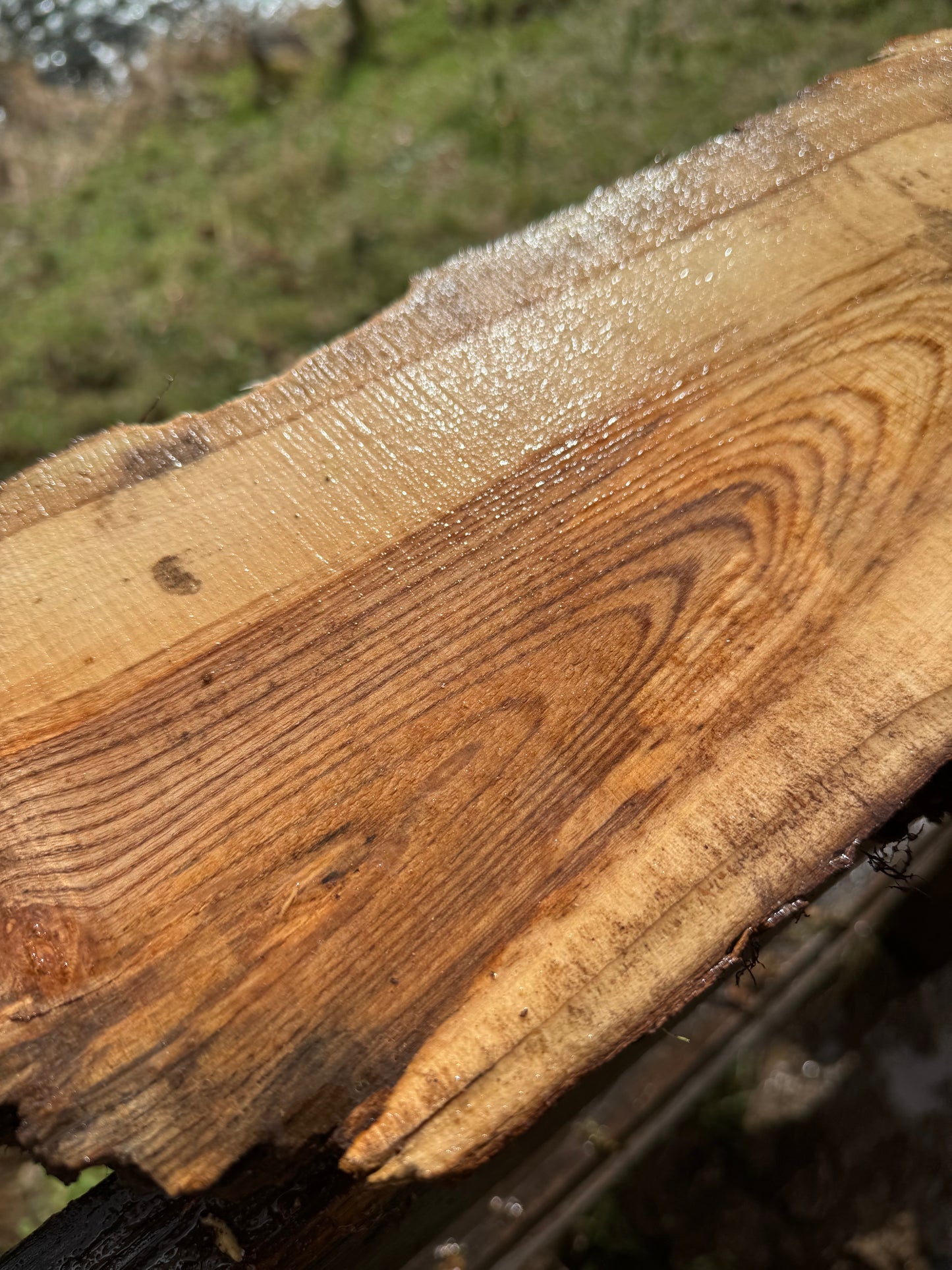 Ash Burl Slab 28" x 11" x 3"