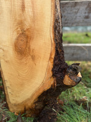 Live Edge Ash 56" x 16" x 3"