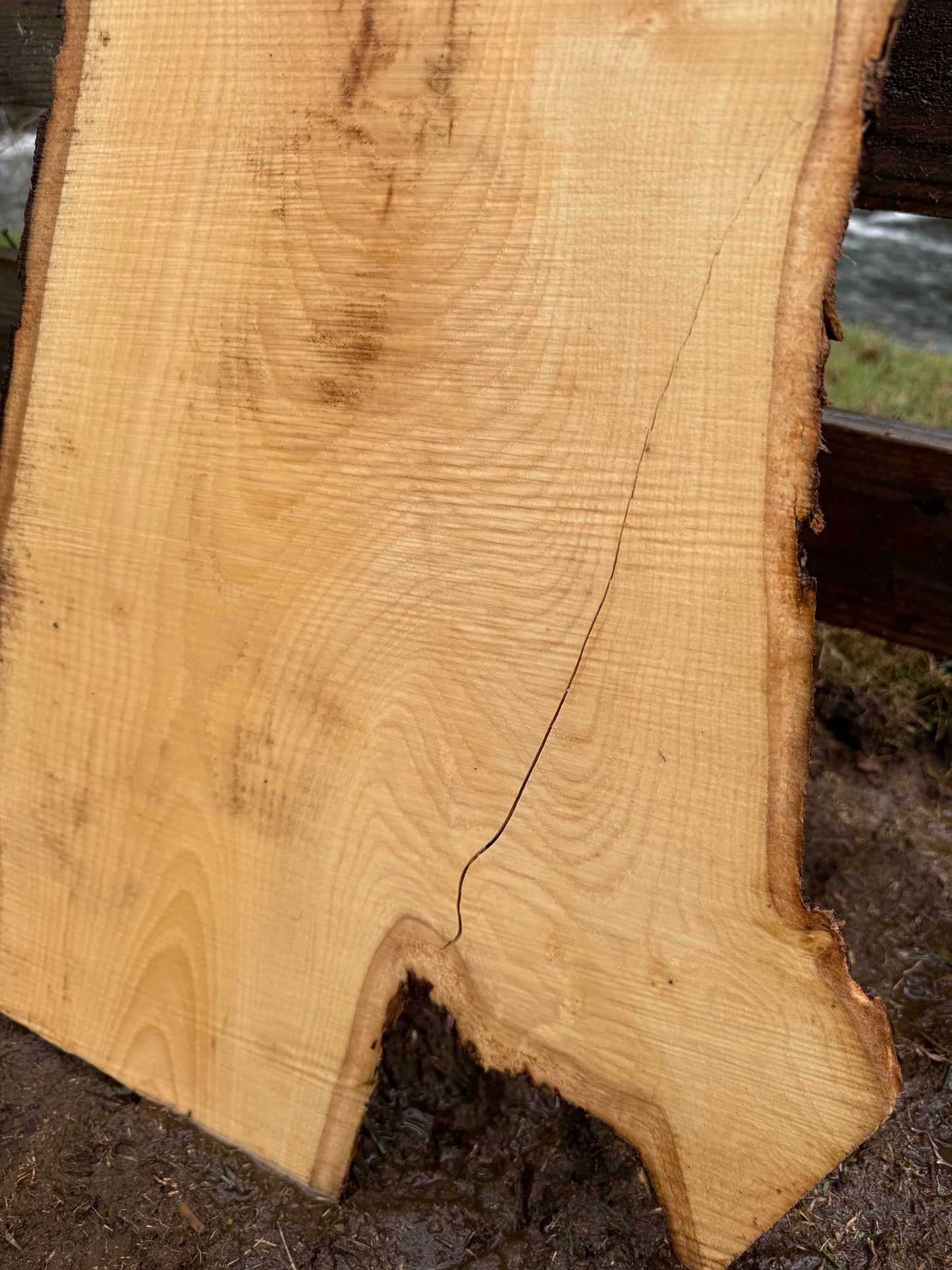 Live Edge Ash Slab 51" x 17" x 2"