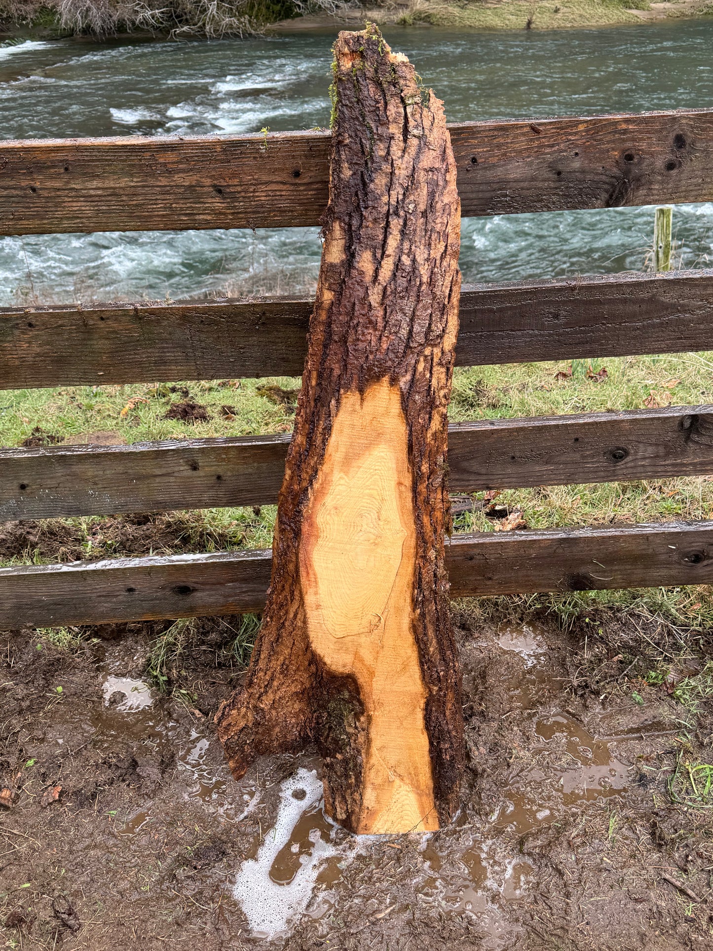 Live Edge Ash Slab 51" x 17" x 2"