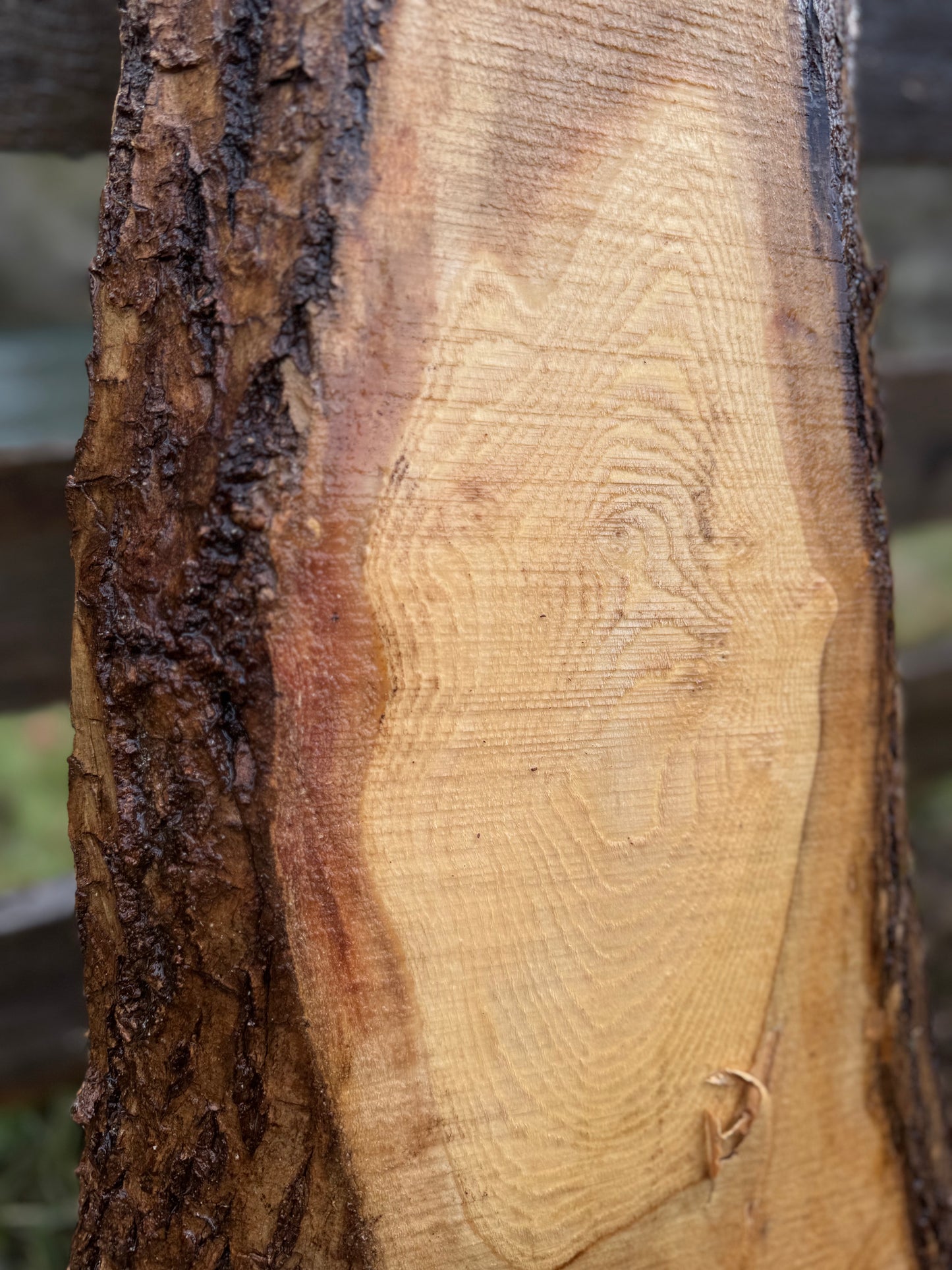 Live Edge Ash Slab 51" x 17" x 2"