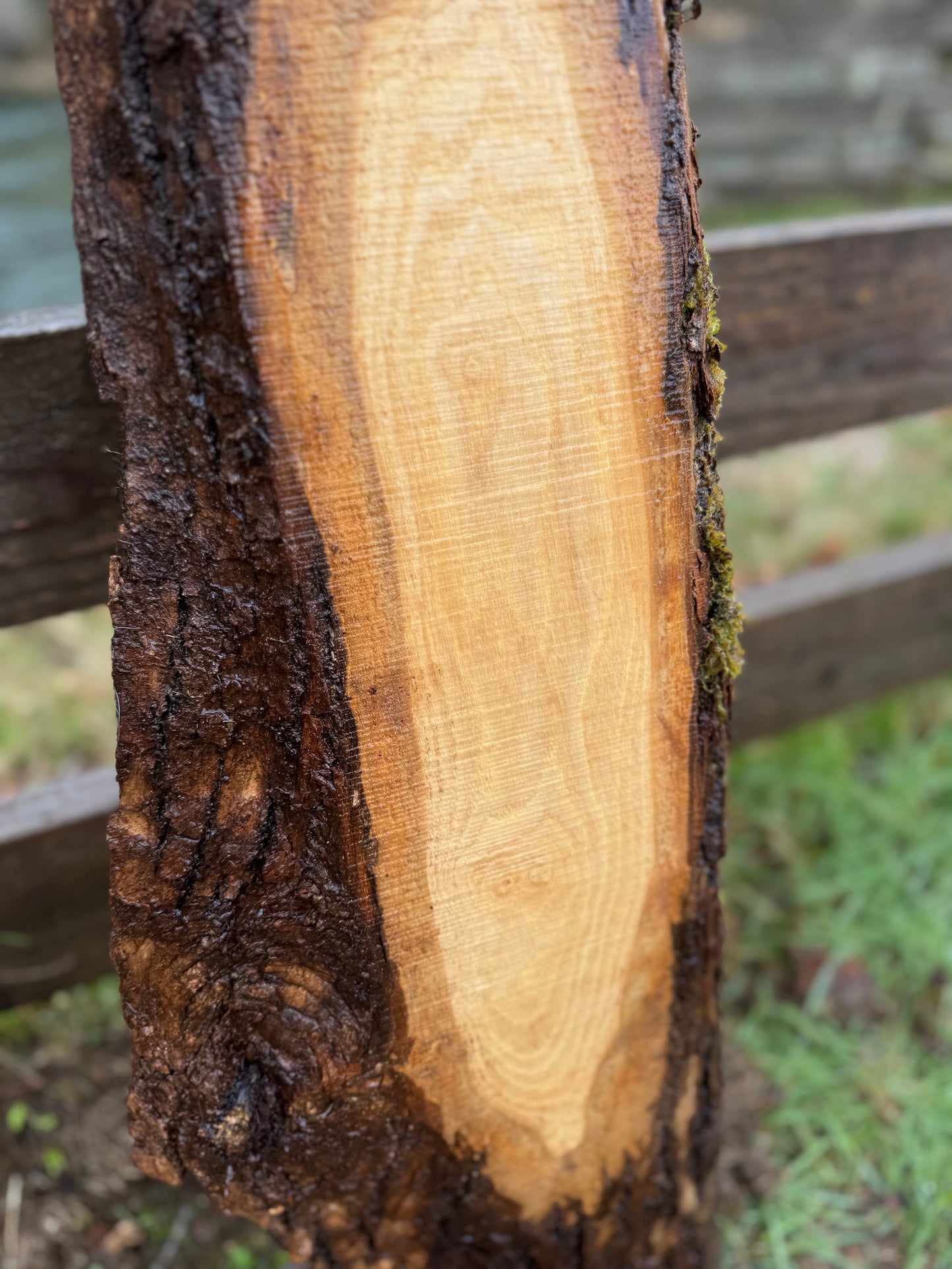 Live Edge Ash Slab 47" x 10" x 1.5"