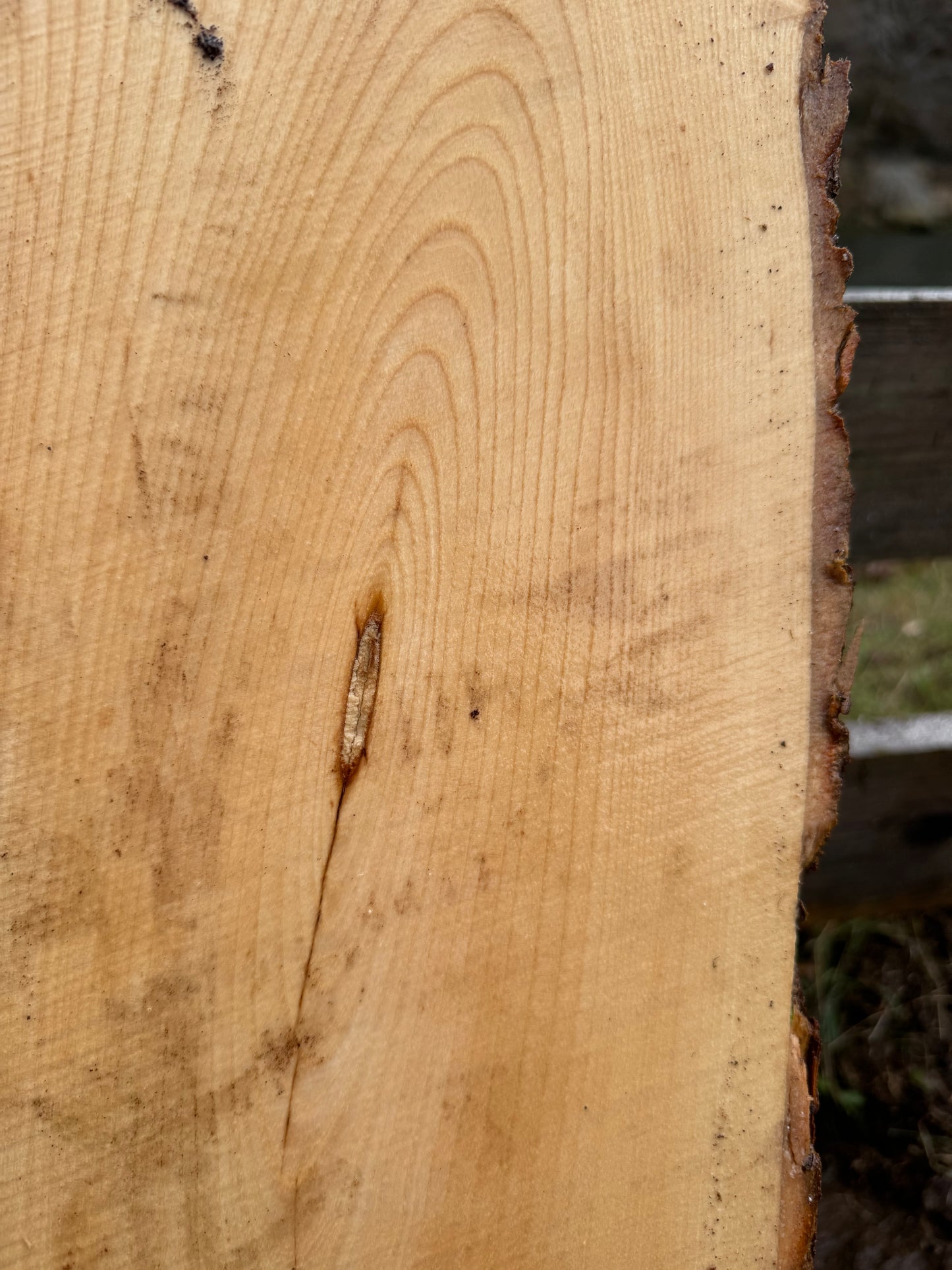 Live Edge Ash Slab 45" x 10" x 3"