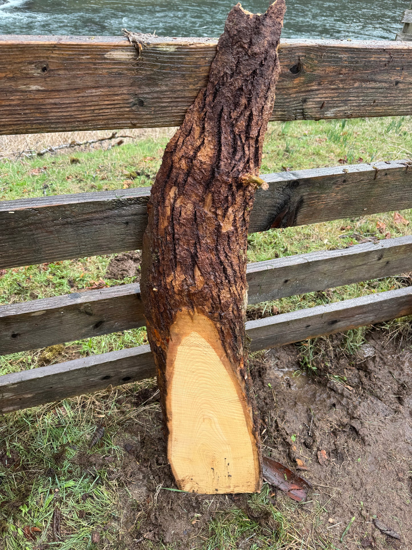 Live Edge Ash Slab 45" x 10" x 3"