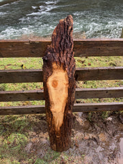 Live Edge Ash Slab 52" x 11" x 1.375"