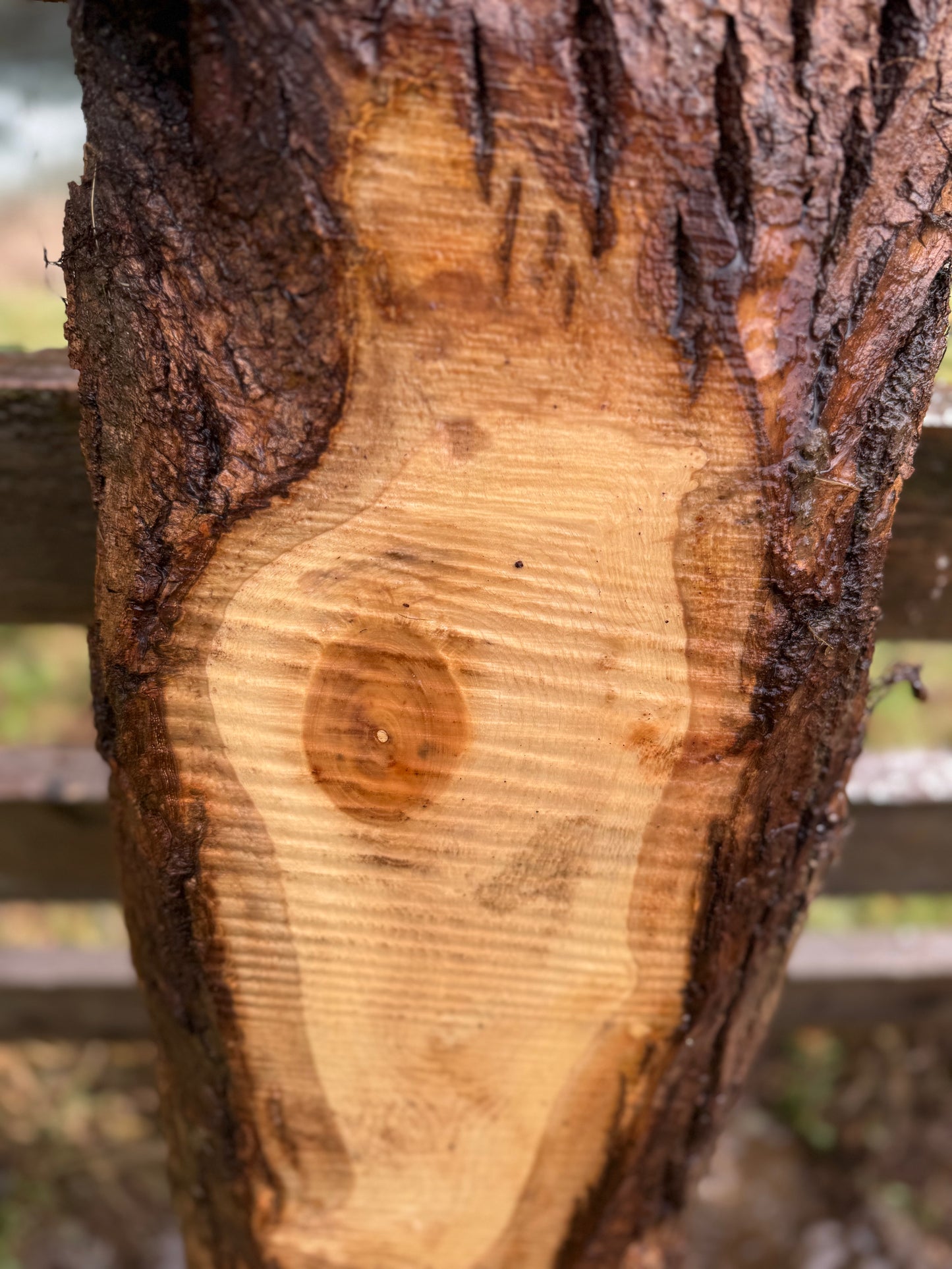 Live Edge Ash Slab 52" x 11" x 1.375"