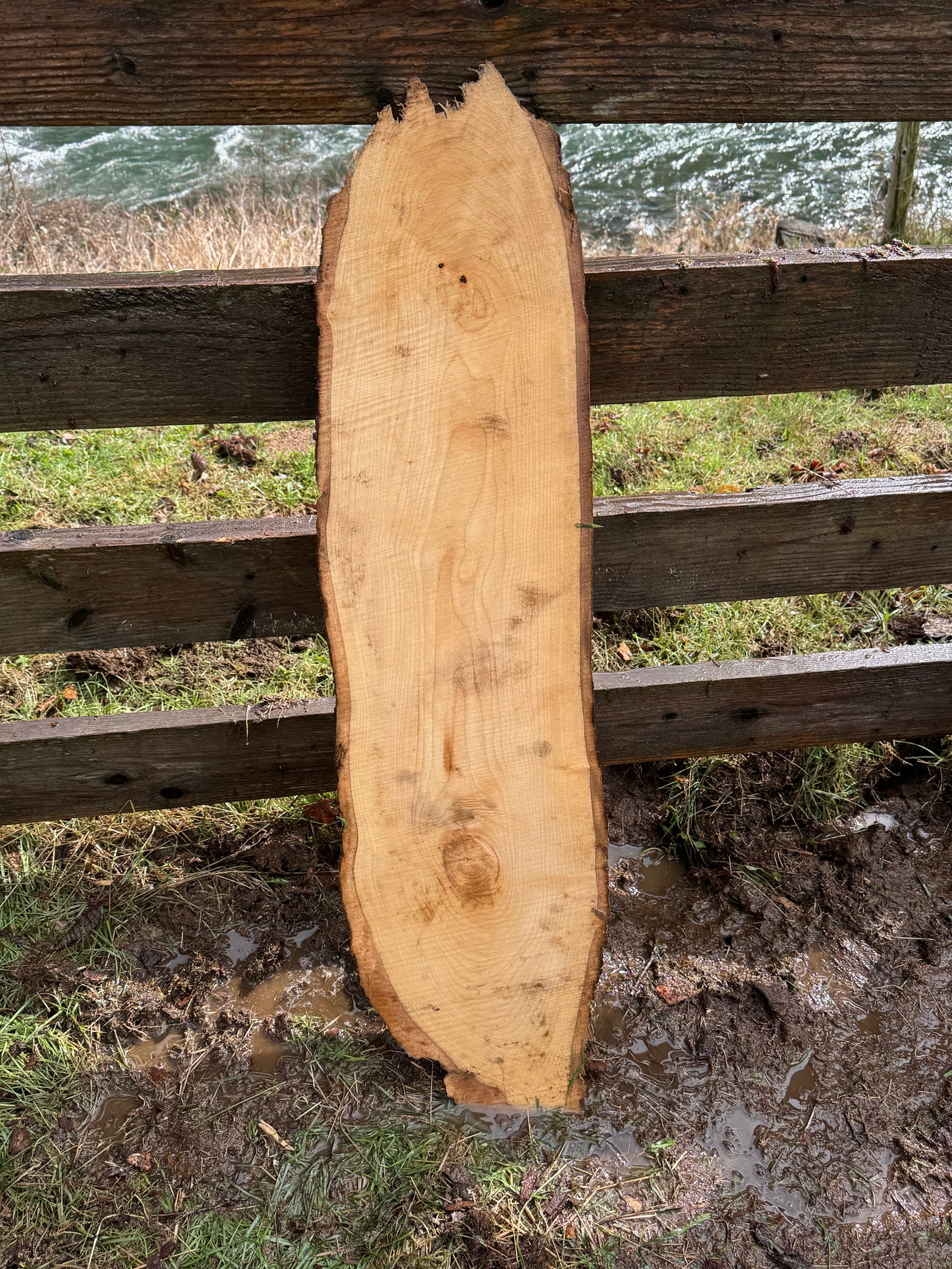 Live Edge Ash Slab 42" x 11" x 2"