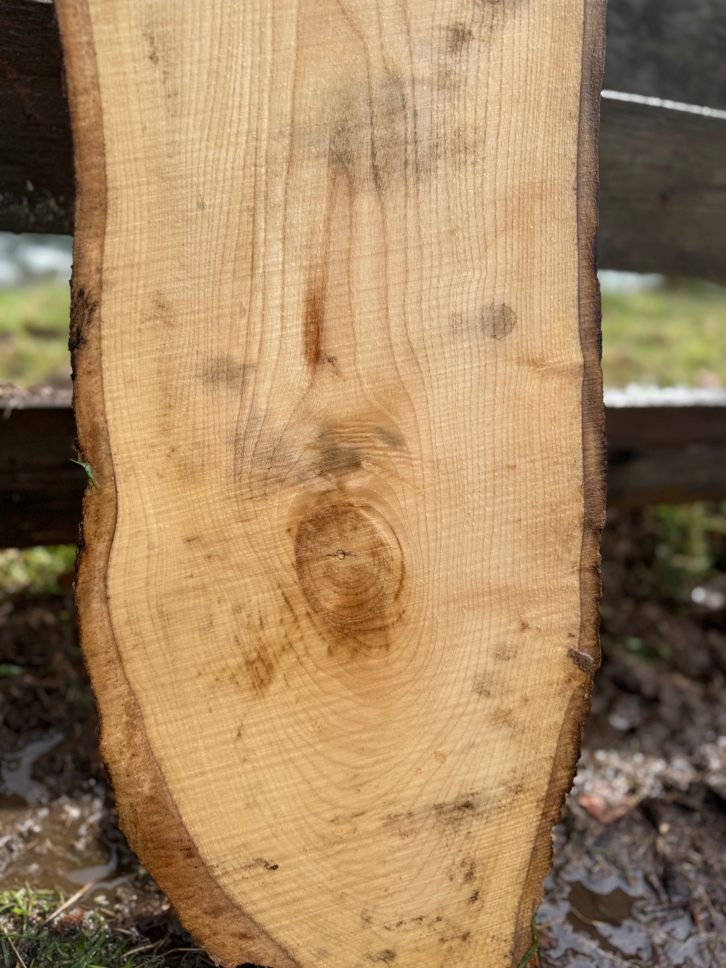 Live Edge Ash Slab 42" x 11" x 2"