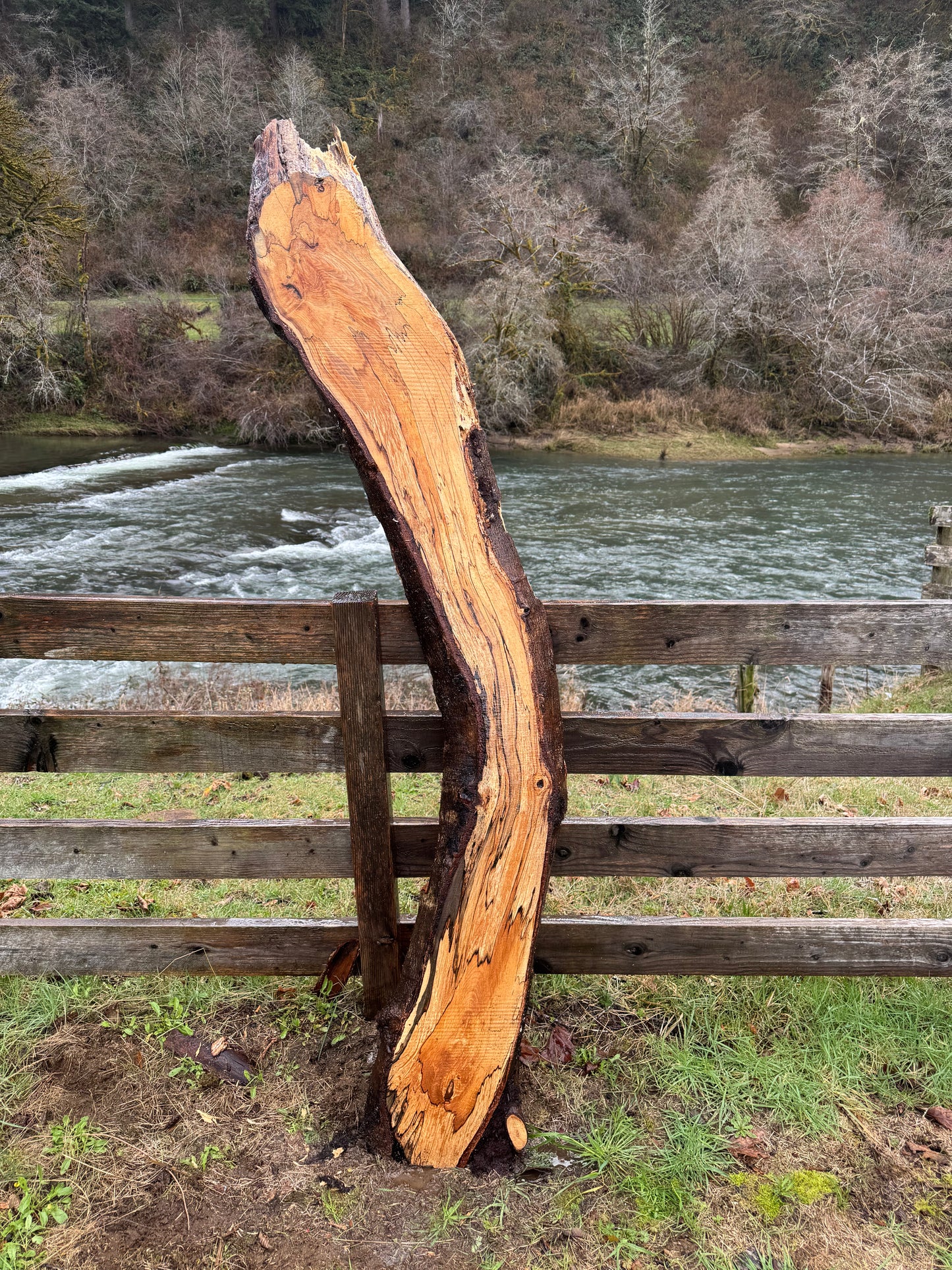 Live Edge Spalted Curvy Maple Slab - 89" x 11" x 3"