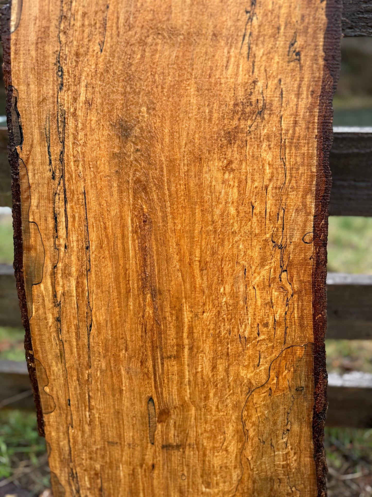 Live Edge Maple Slab - 98" x 16" x 3"