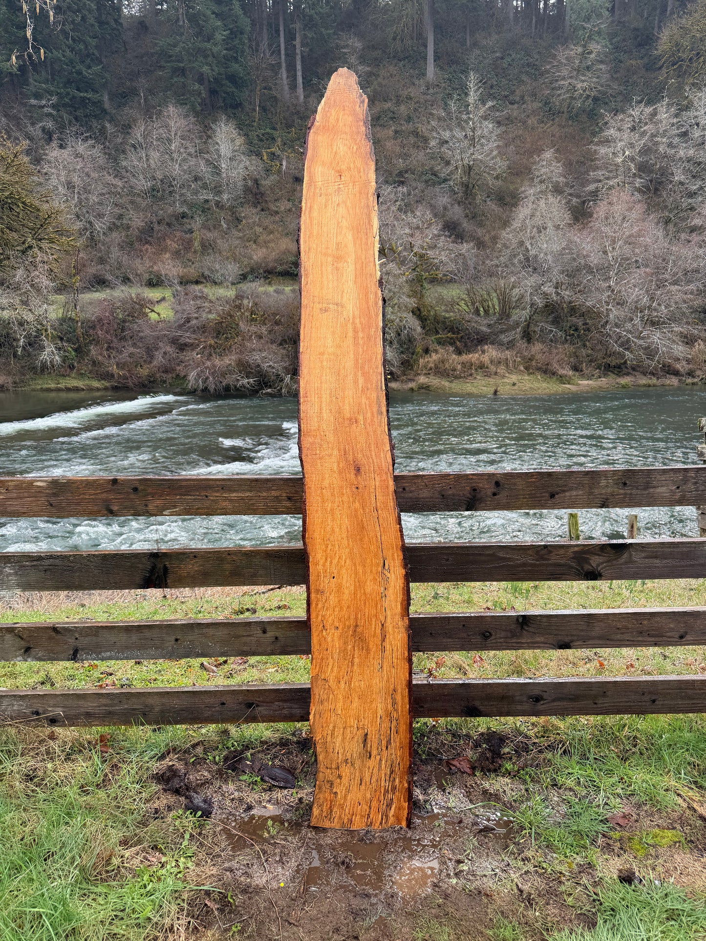 Live Edge Maple Slab - 98" x 13" x 3"