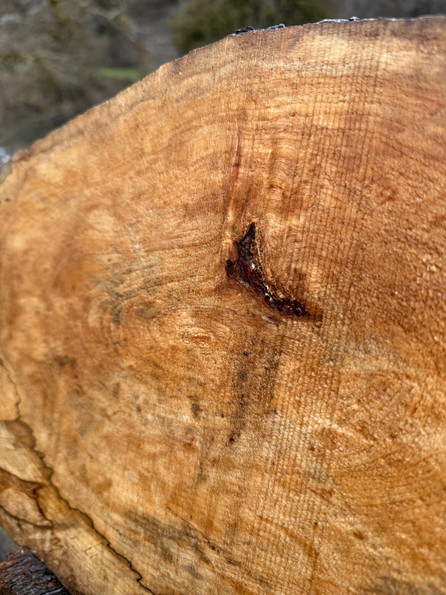 Splated Maple - 32'' x 11'' x 3''