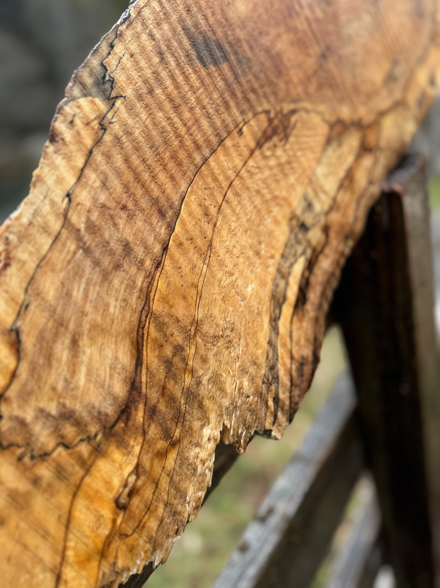 Splated Maple - 32'' x 11'' x 3''