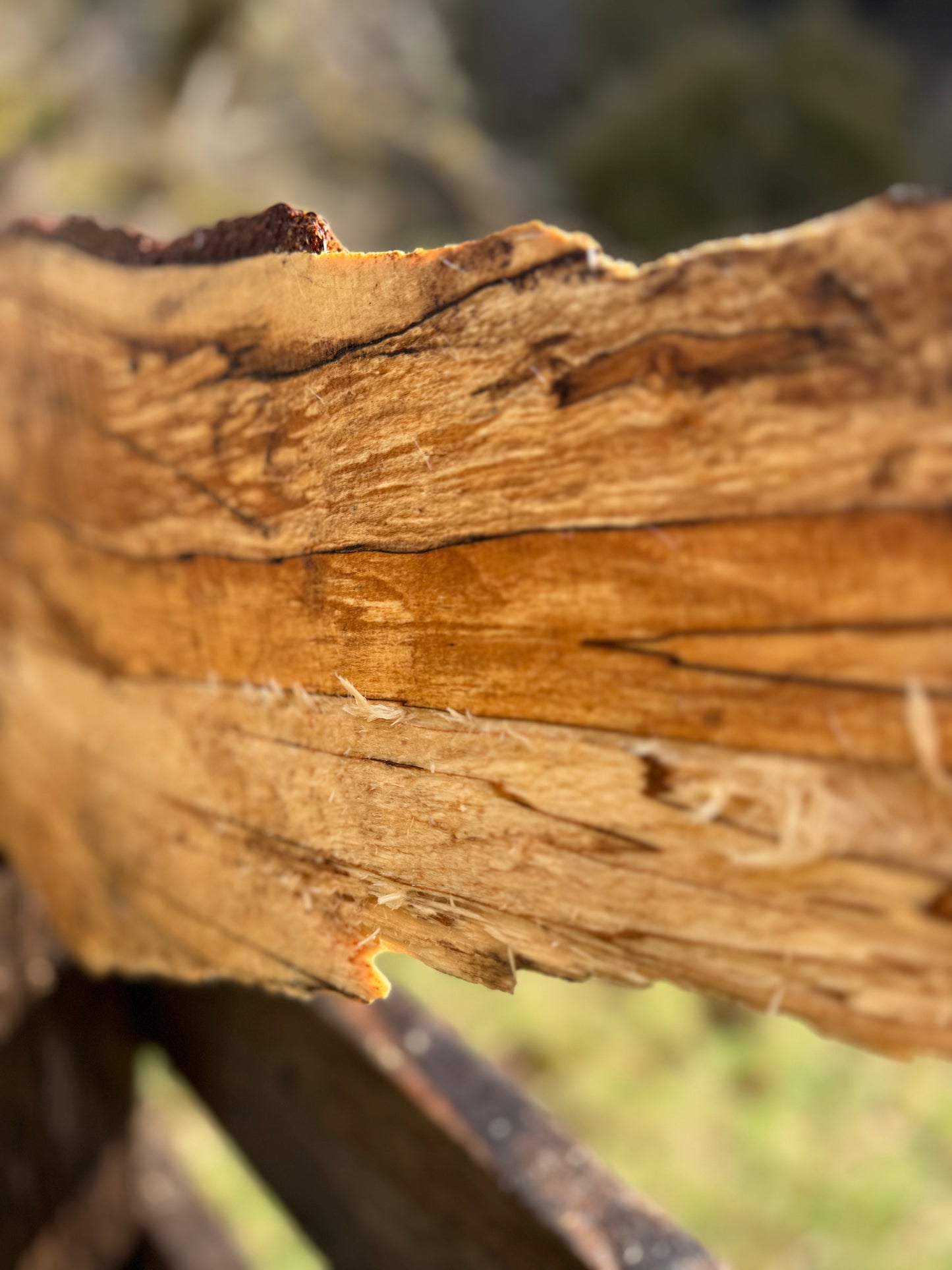 Splated Maple - 33'' x 11'' x 3''