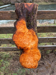 Figured Maple Burl Slab - 48" x 18" x 2.25"