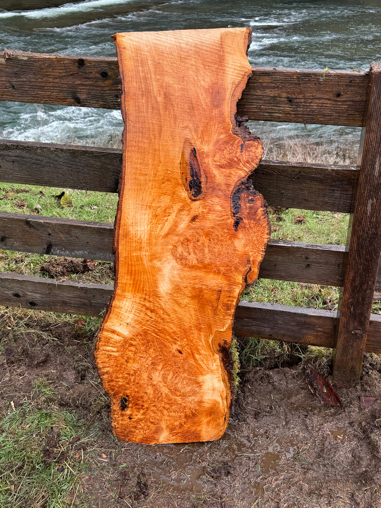 Figured Maple Burl Slab - 48" x 18" x 2.25"