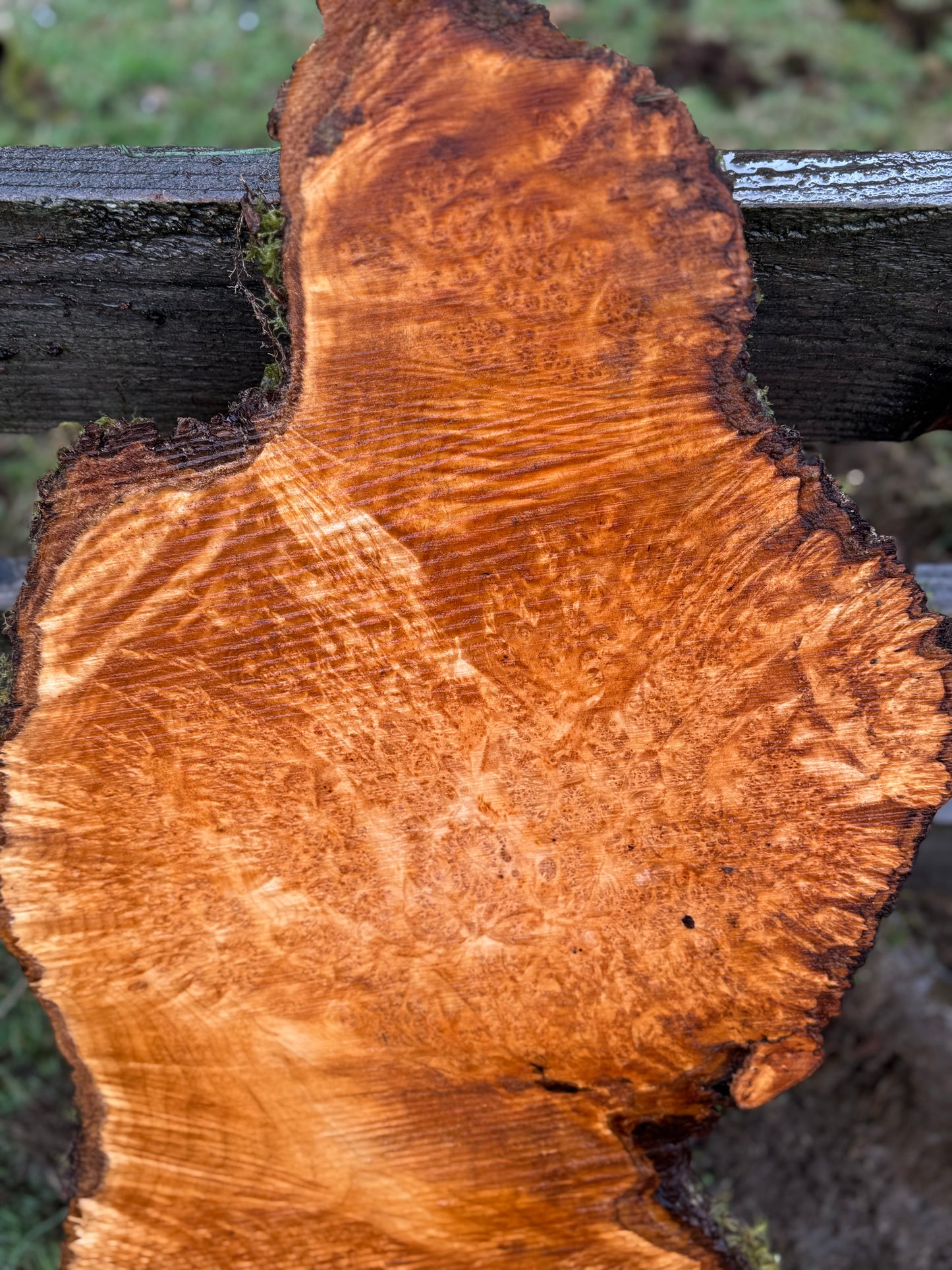 Large Figured Maple Burl Slab - 40" x 17" x 2"