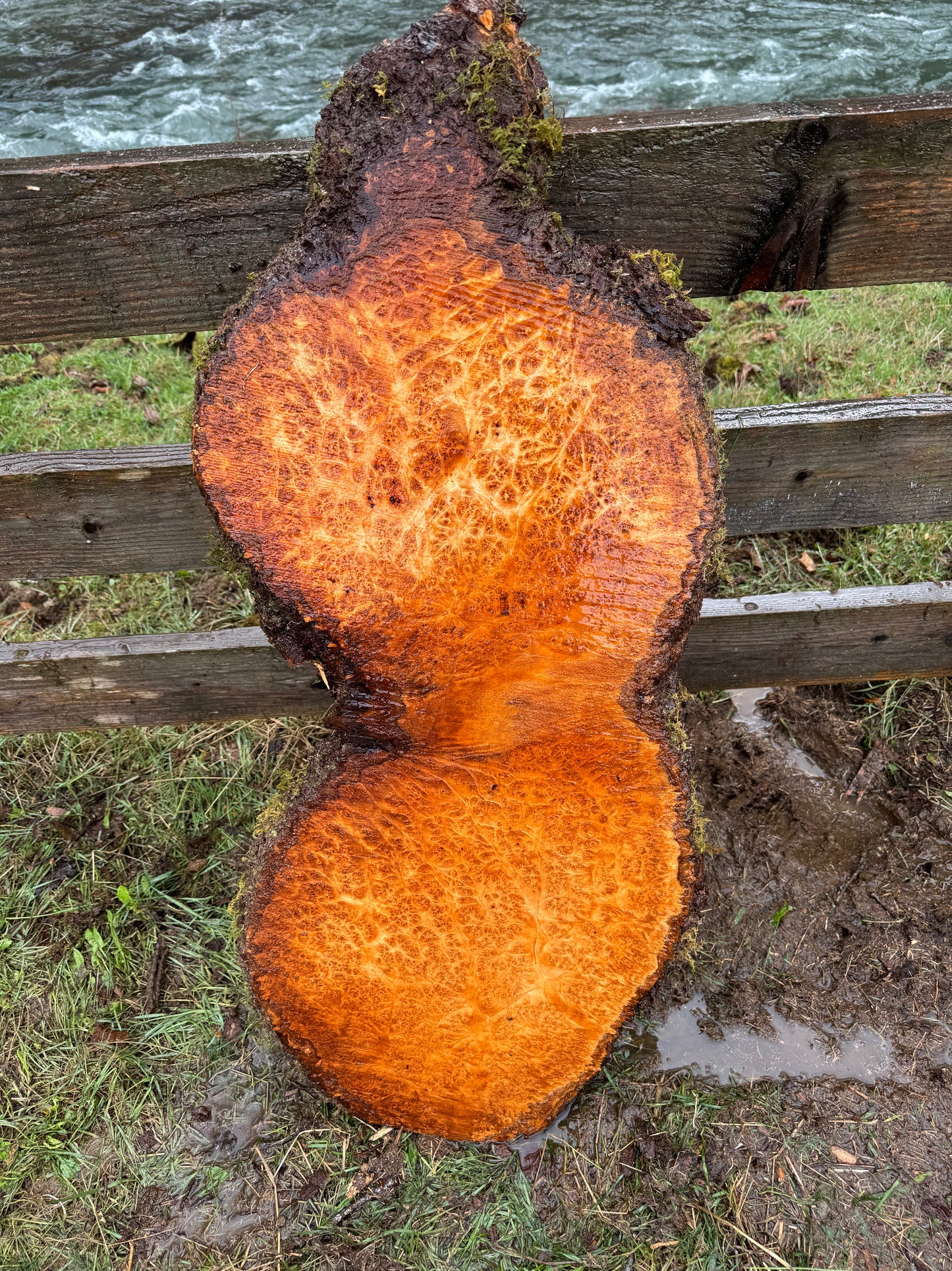 Large Figured Maple Burl Slab - 40" x 17" x 2"