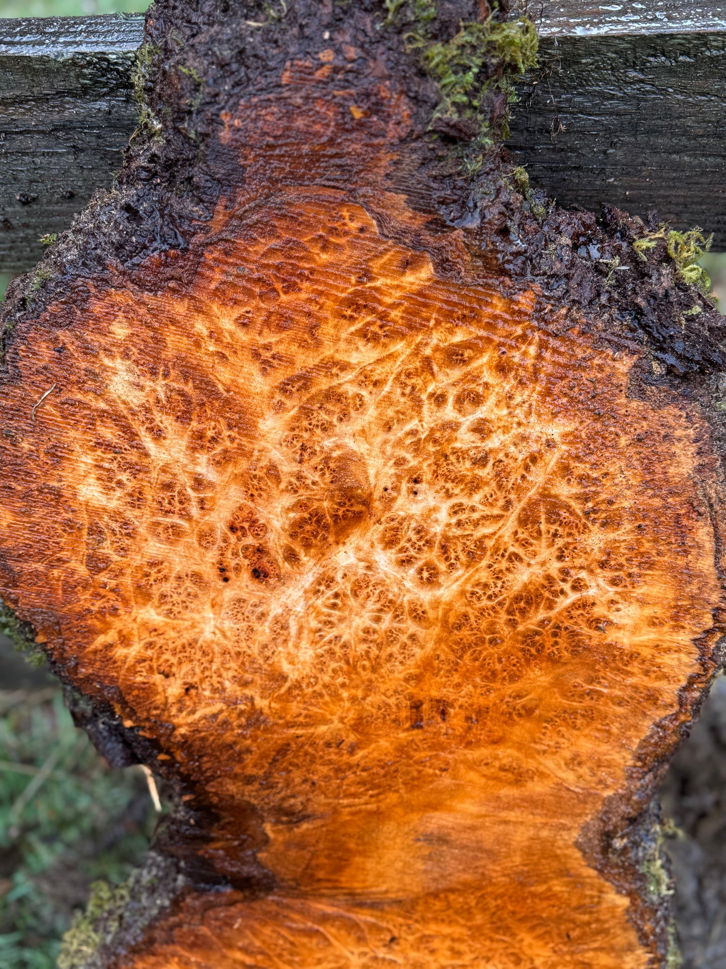 Large Figured Maple Burl Slab - 40" x 17" x 2"