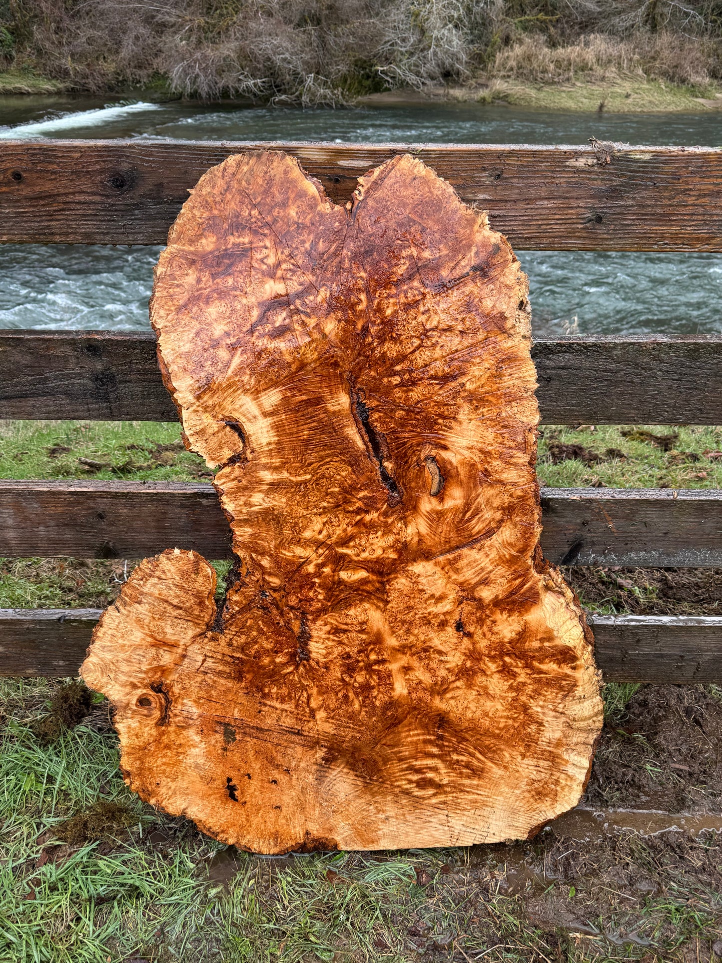 Large Figured Maple Burl Slab - 44" x 22" x 3"