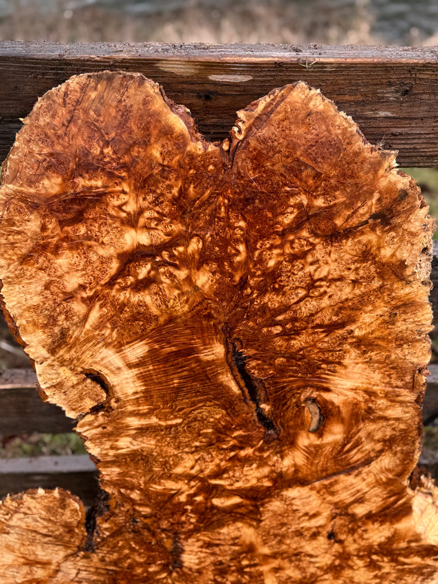 Large Figured Maple Burl Slab - 44" x 22" x 3"
