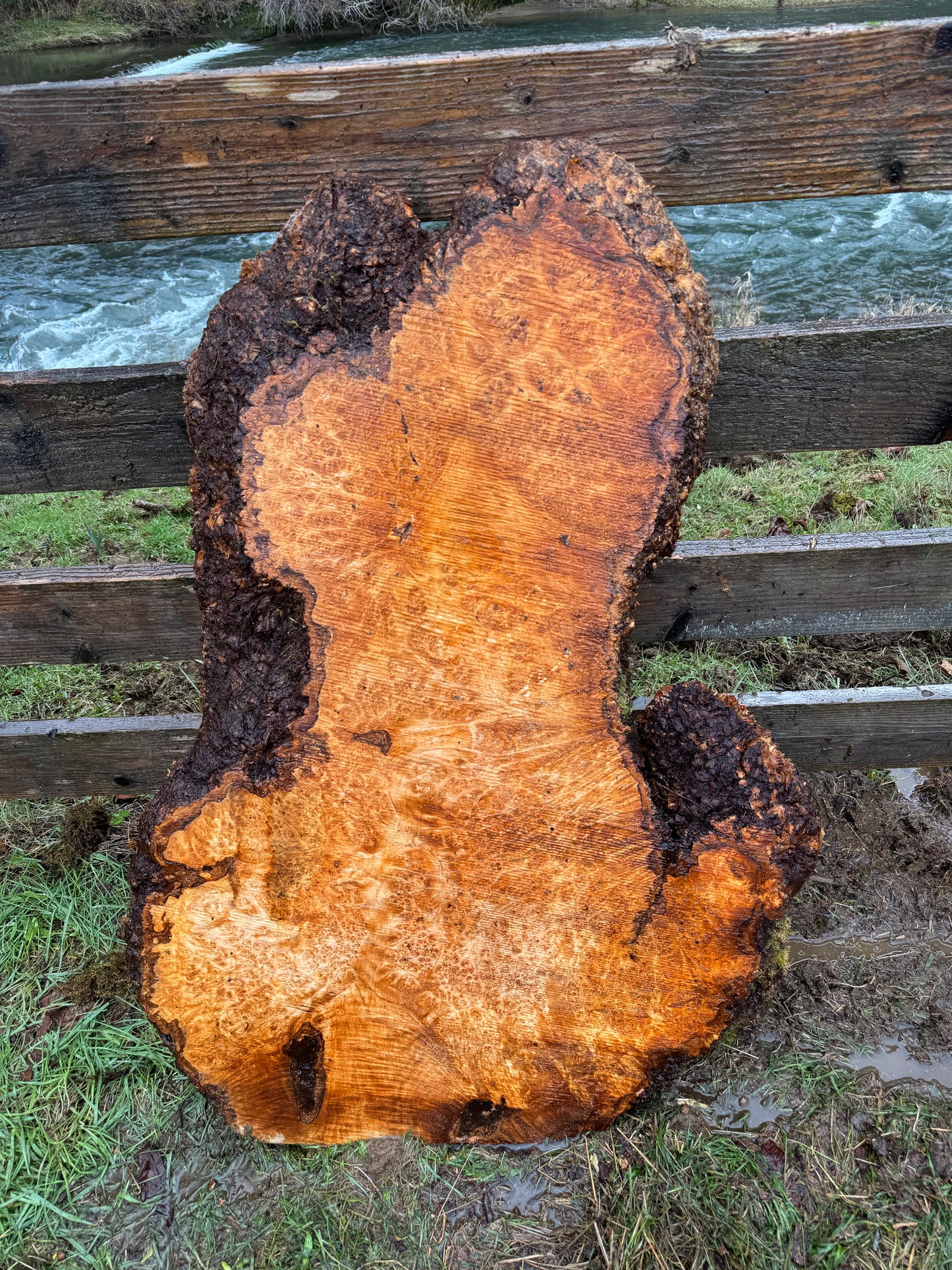 Large Figured Maple Burl Slab - 44" x 22" x 3"