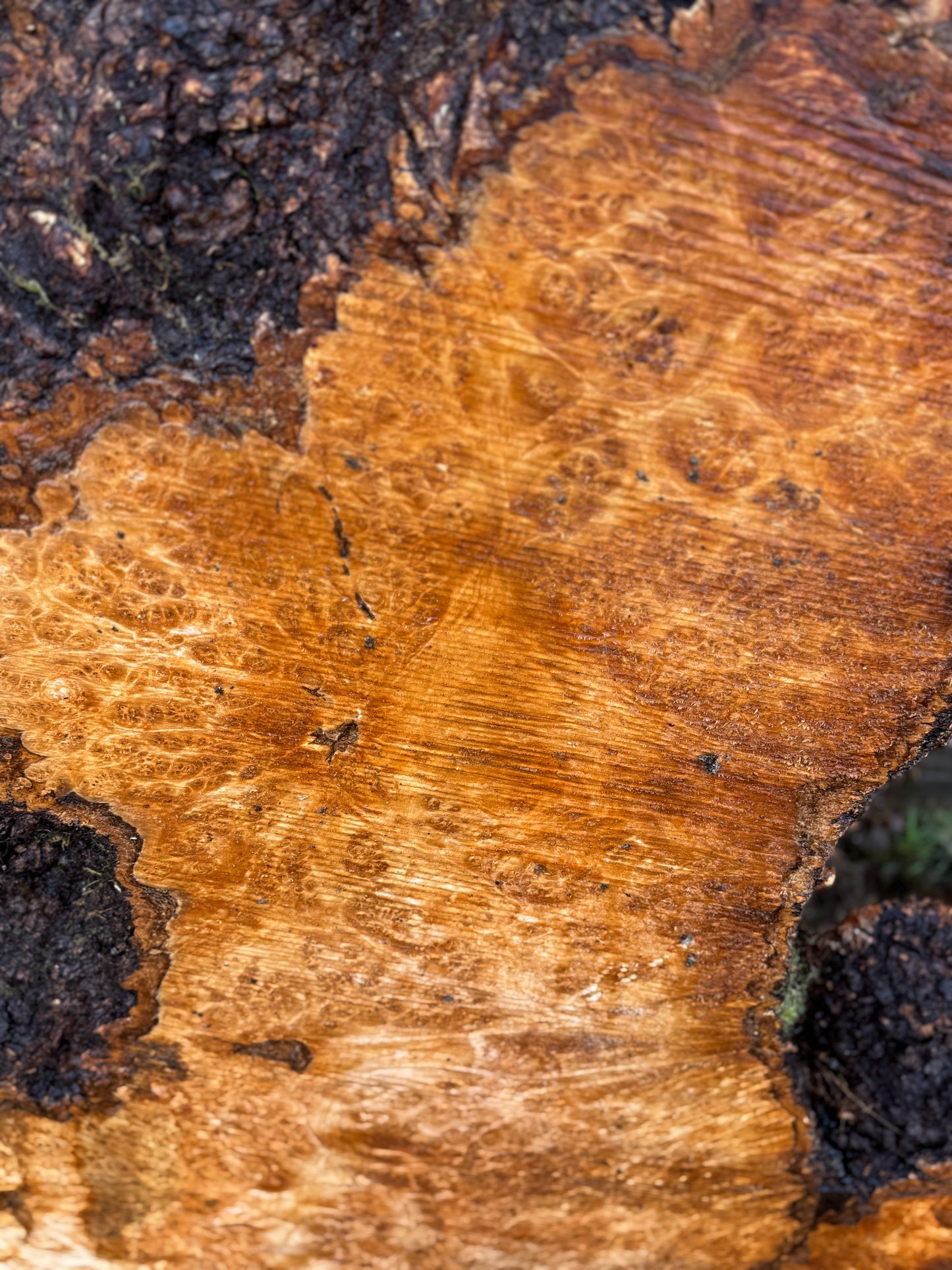 Large Figured Maple Burl Slab - 44" x 22" x 3"