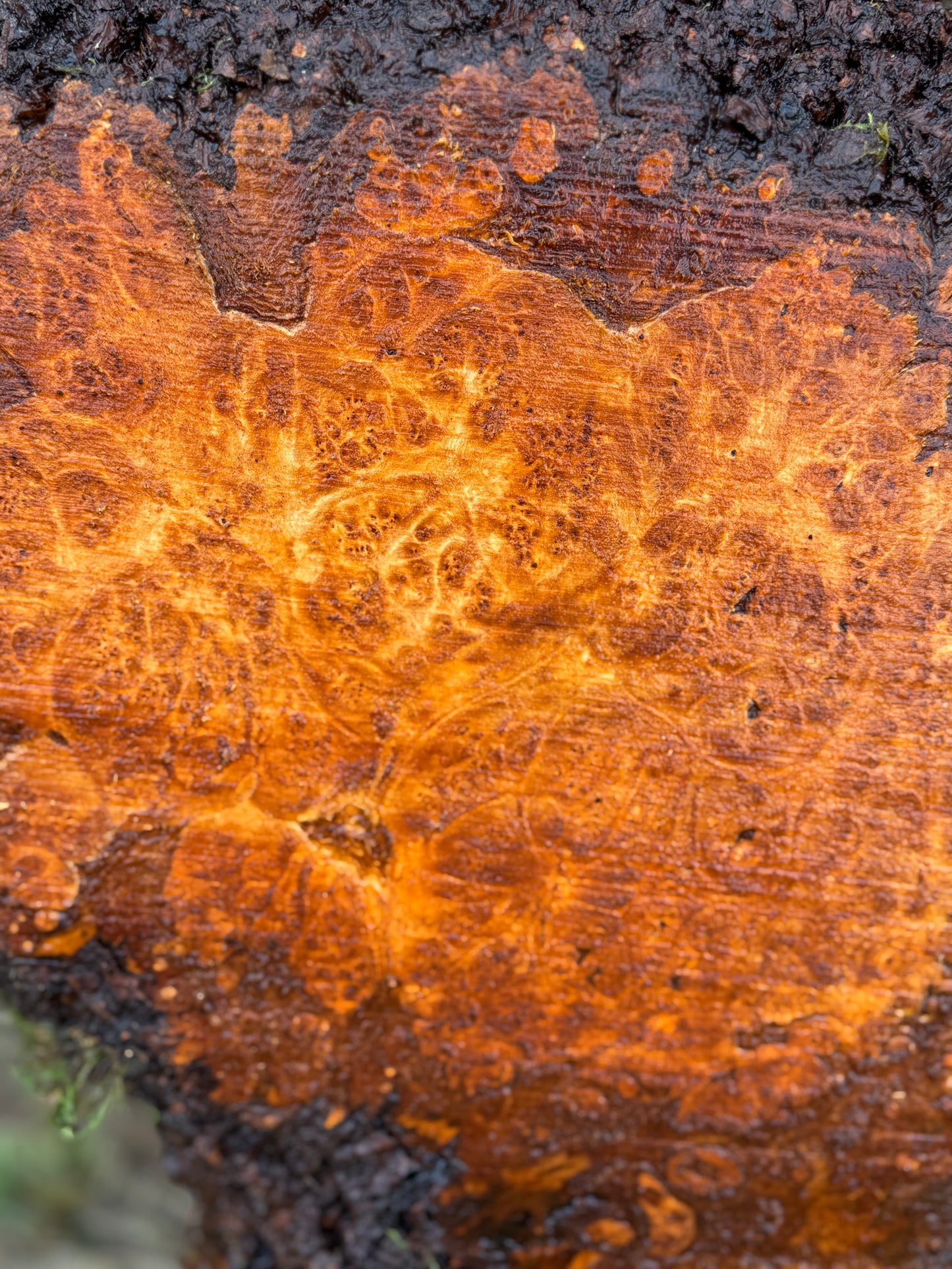 Large Figured Maple Burl Slab - 34" x 16" x 2"