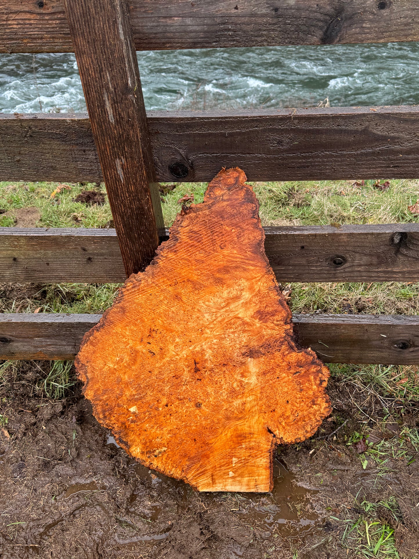 Figured Maple Burl Slab - 30" x 22" x 2" - Dry