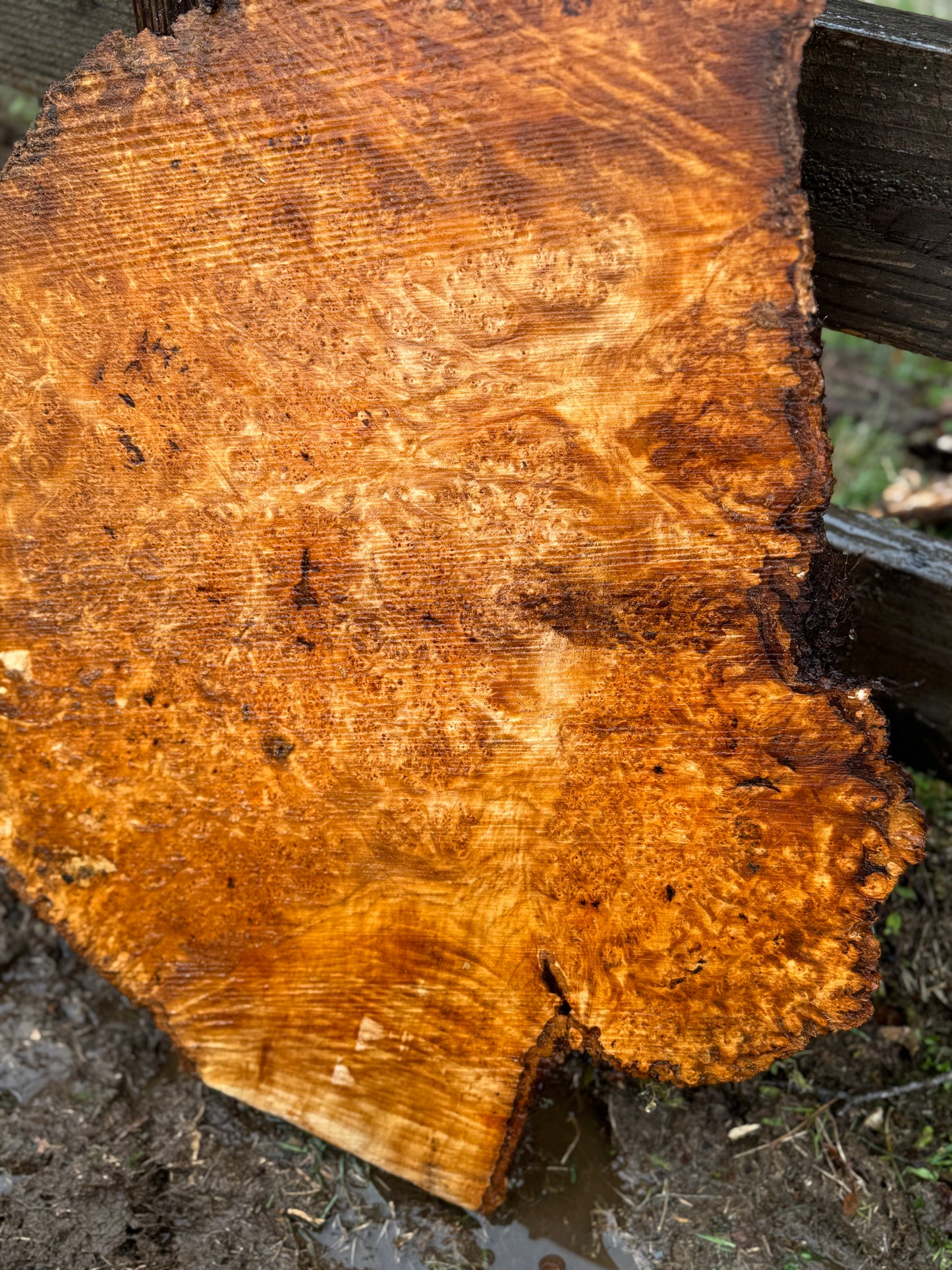 Figured Maple Burl Slab - 30" x 22" x 2" - Dry