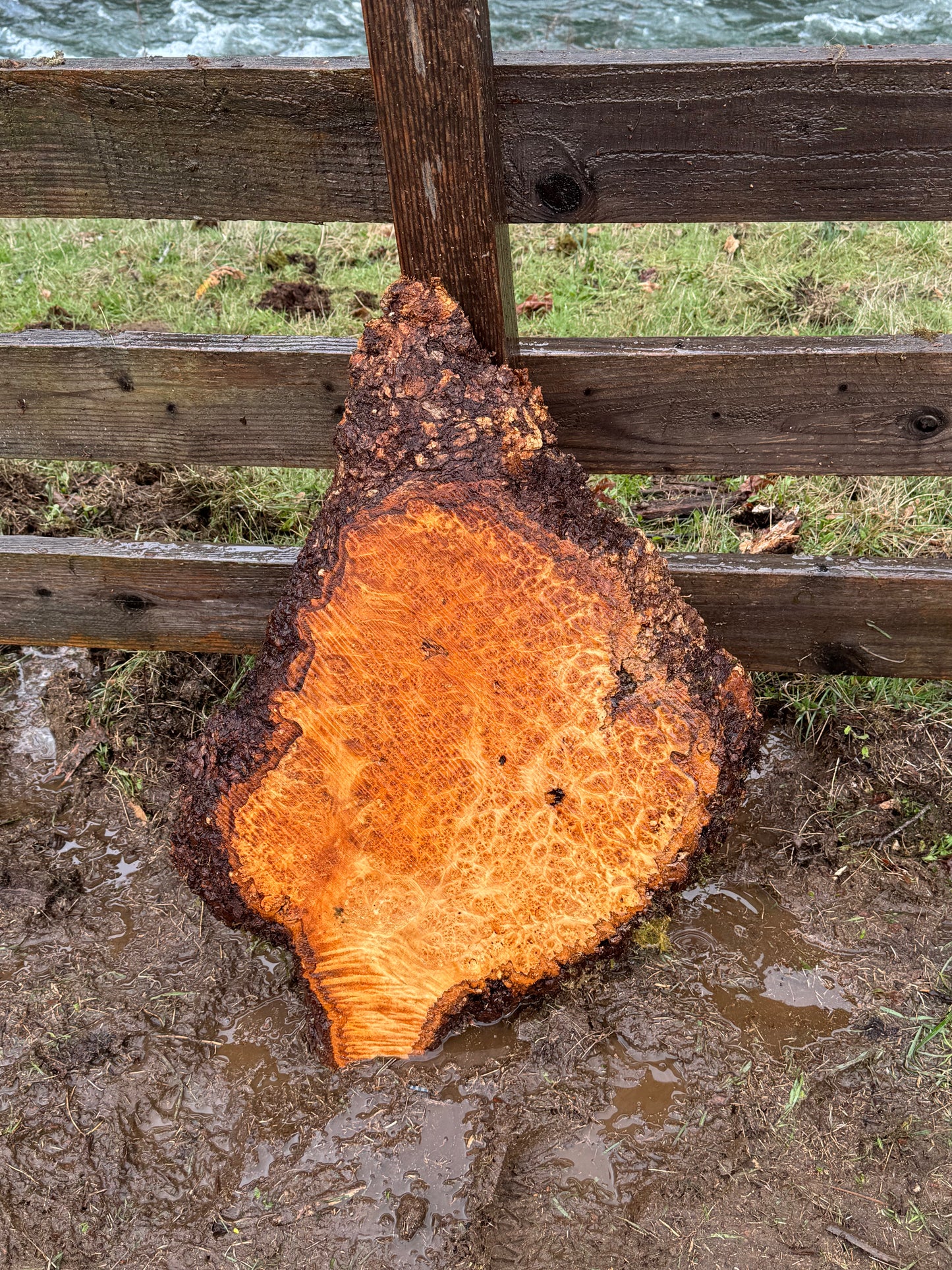 Figured Maple Burl Slab - 30" x 22" x 2" - Dry