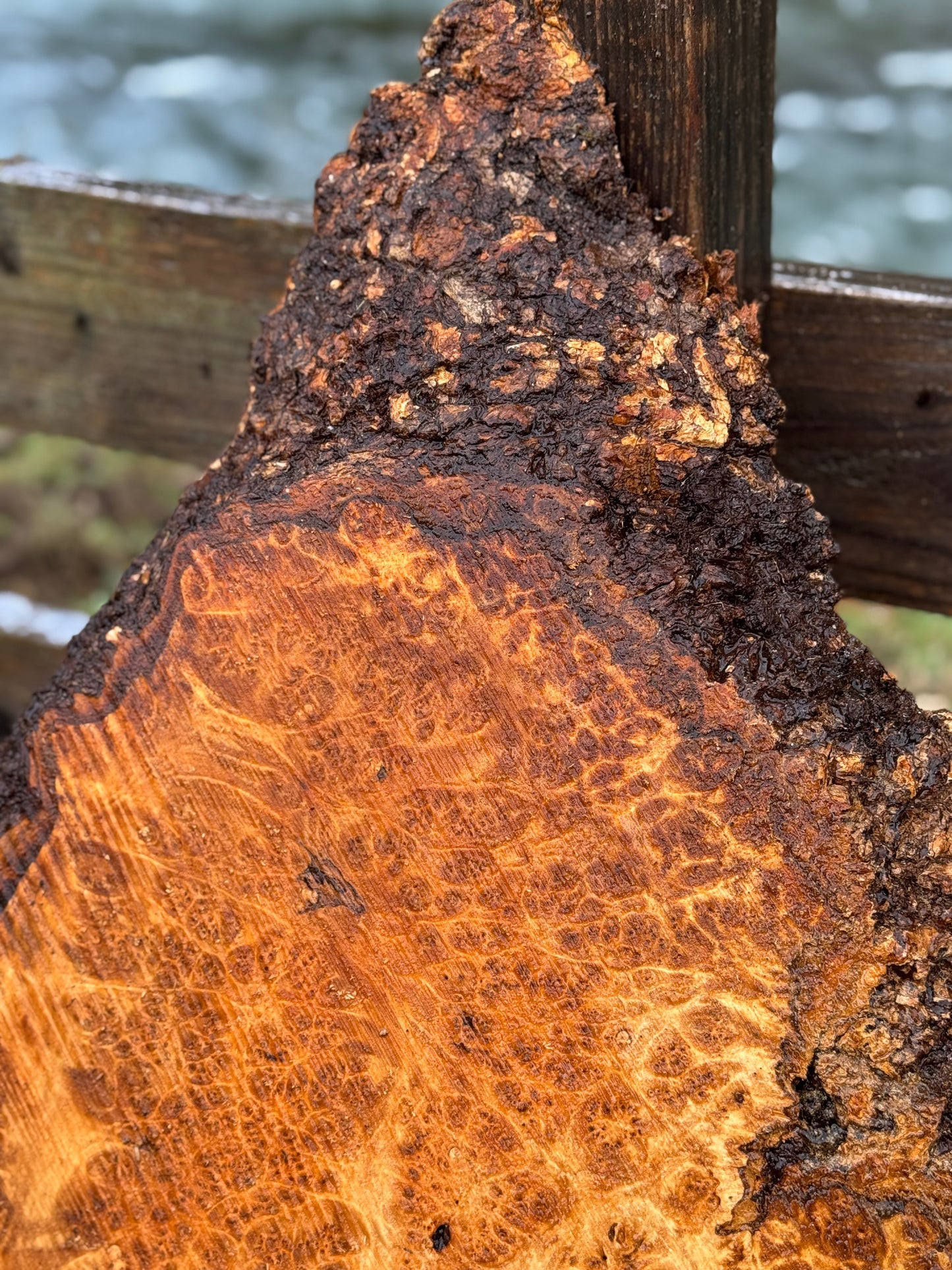 Figured Maple Burl Slab - 30" x 22" x 2" - Dry