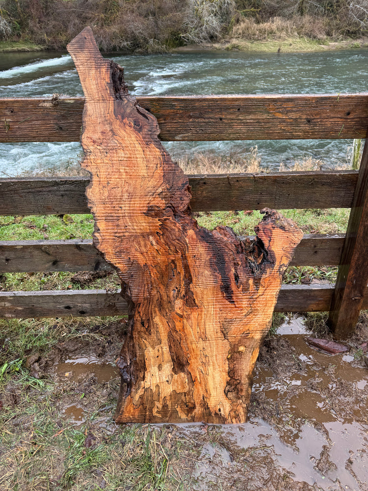 Rare Spalted Maple Slab – 53"x28"x2"