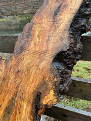 Rare Spalted Maple Slab – 53"x28"x2"