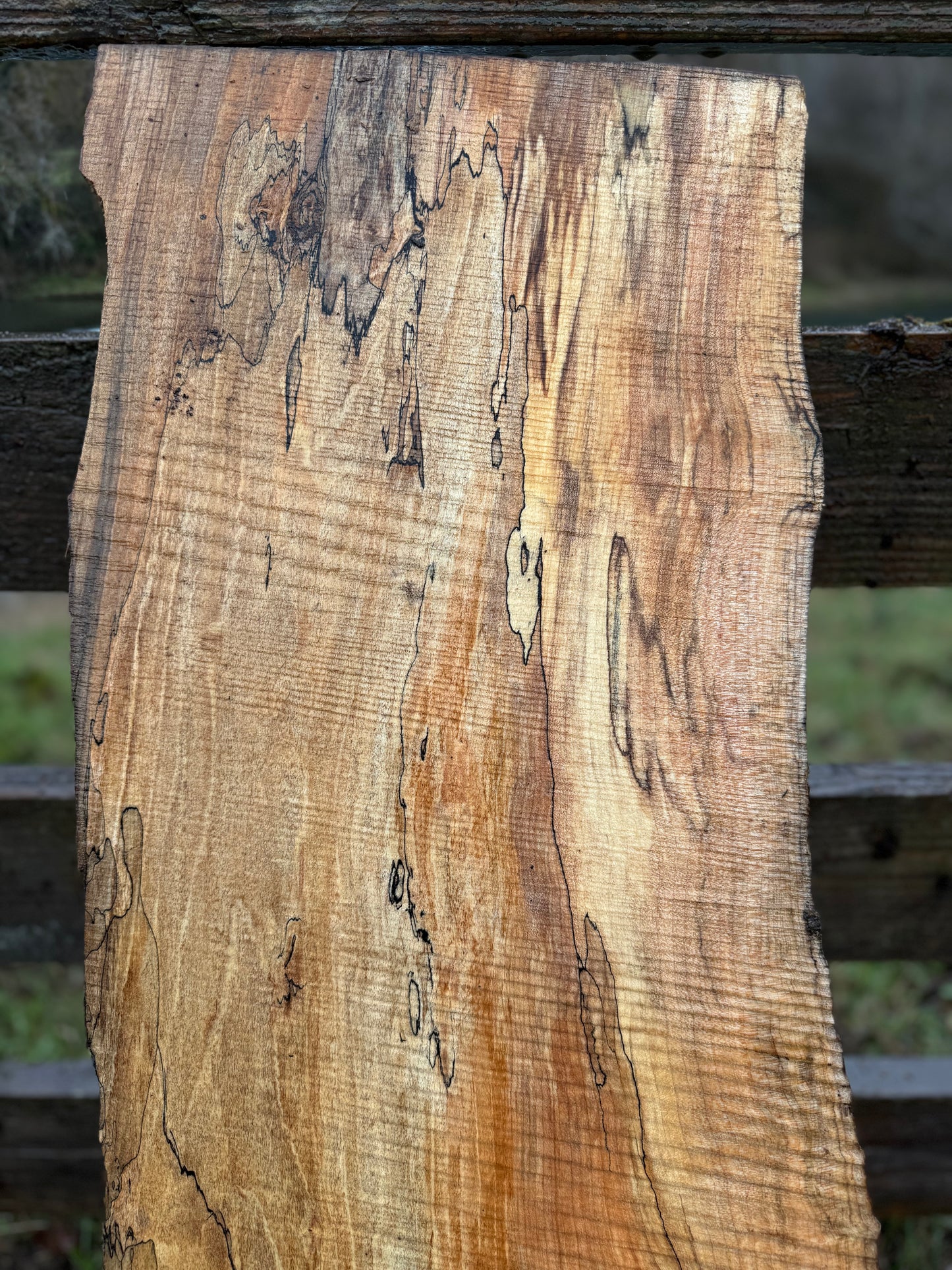 Live Edge Spalted Maple Slab – 39"x18"x2.5"