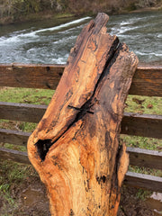 Live Edge Spalted Maple Slab – 58"x21"x2"