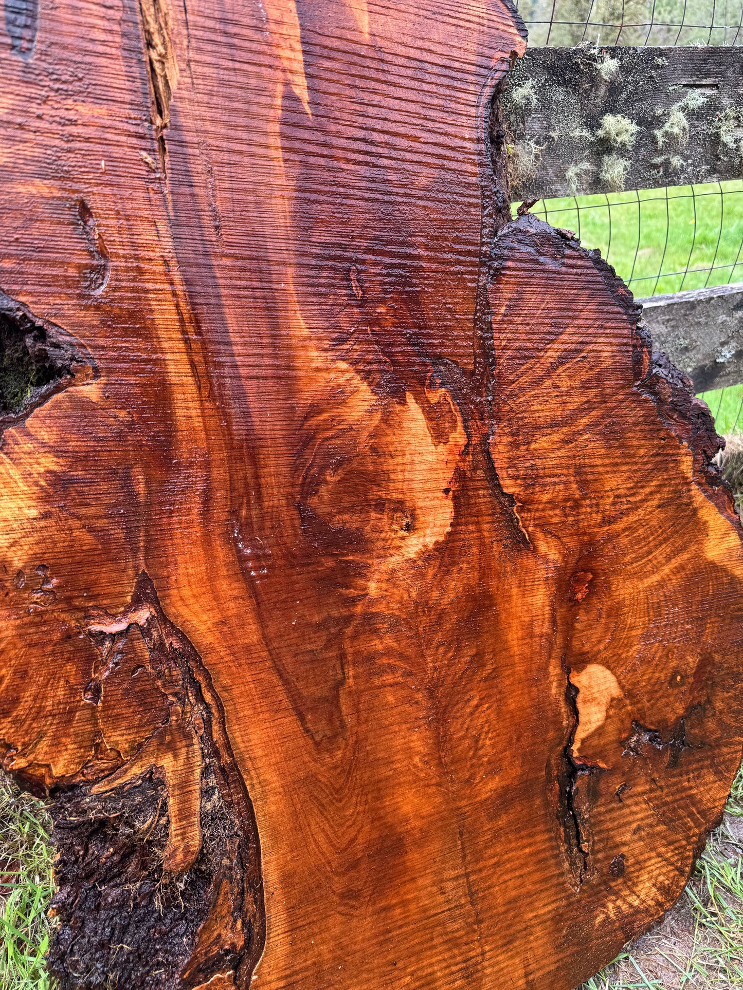 Maple Burl Slab - 53" x 28" x 3"