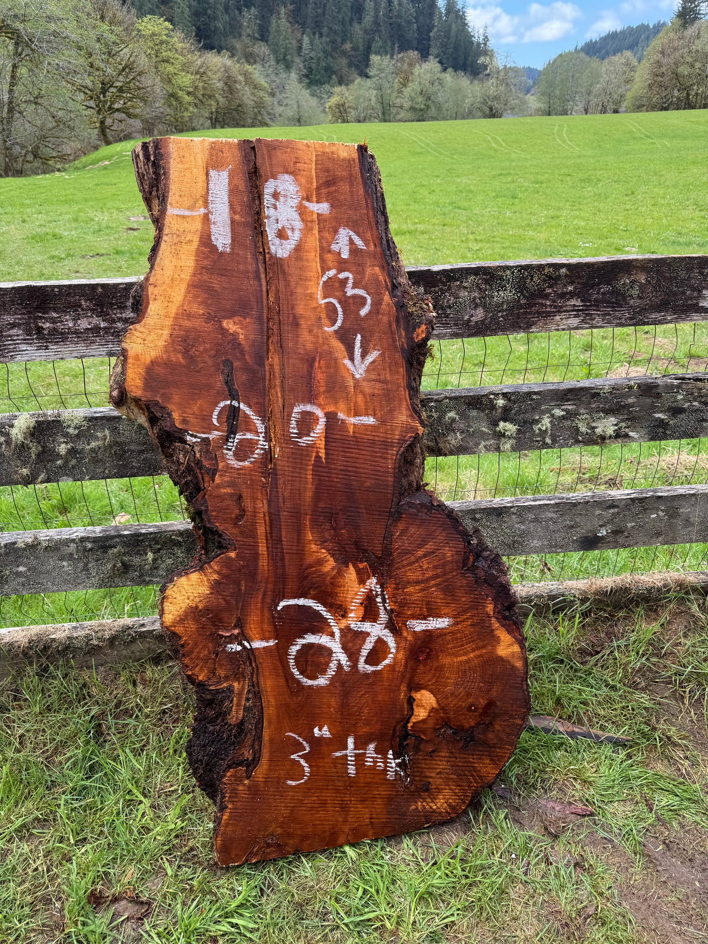 Maple Burl Slab - 53" x 28" x 3"