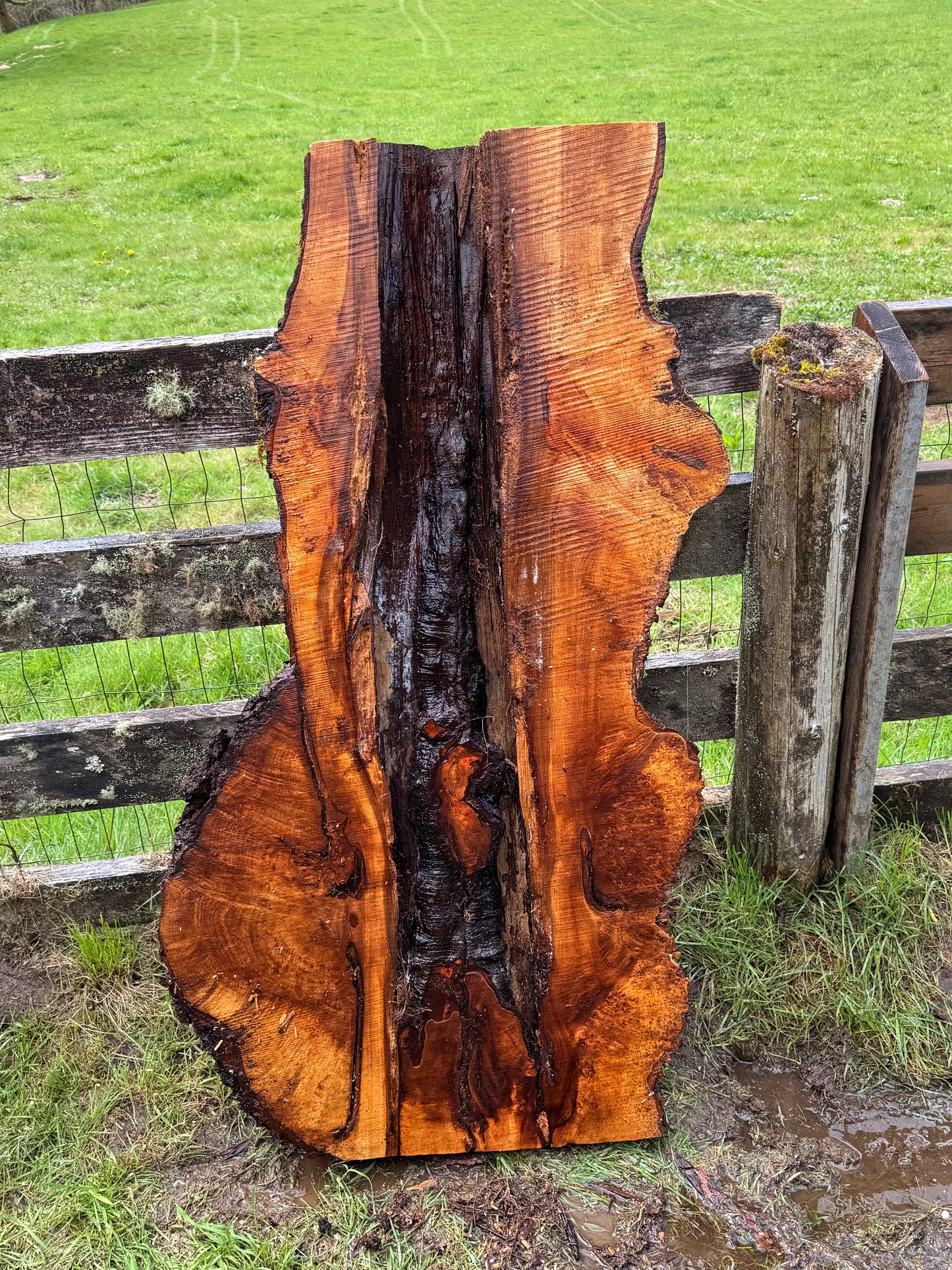 Maple Burl Slab - 53" x 28" x 3"