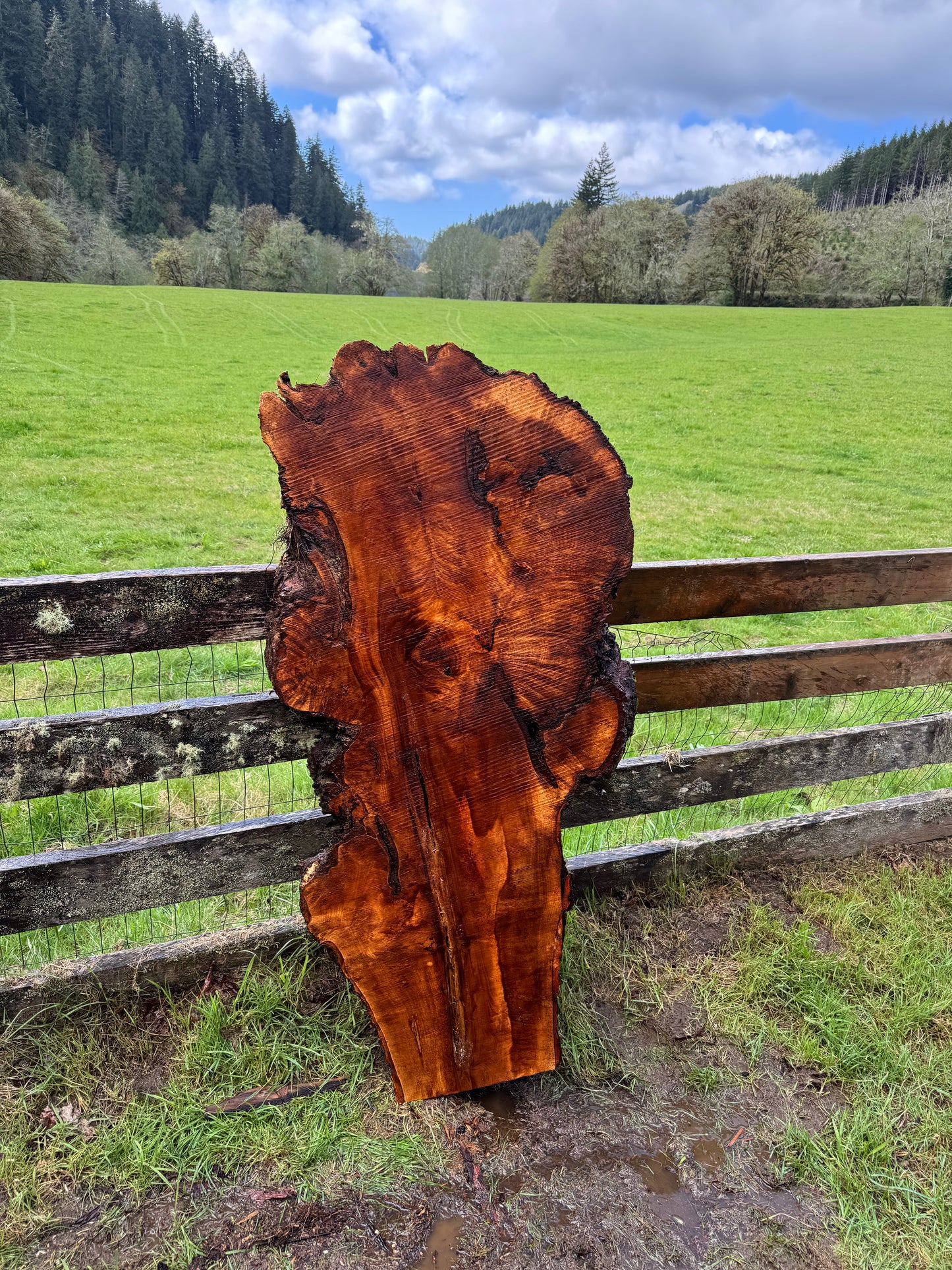 Maple Burl Slab - 57" x 30" x 3"