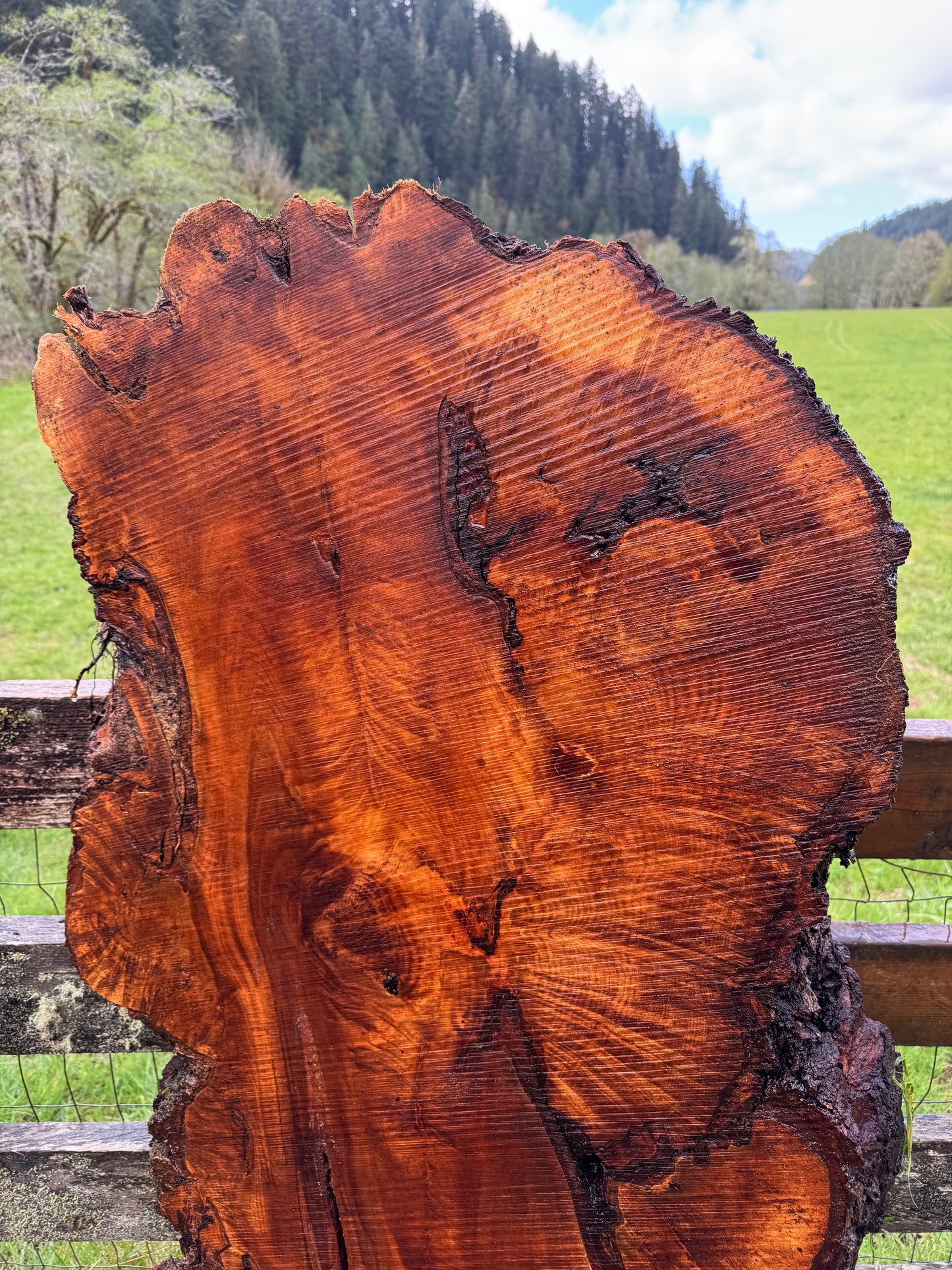 Maple Burl Slab - 57" x 30" x 3"
