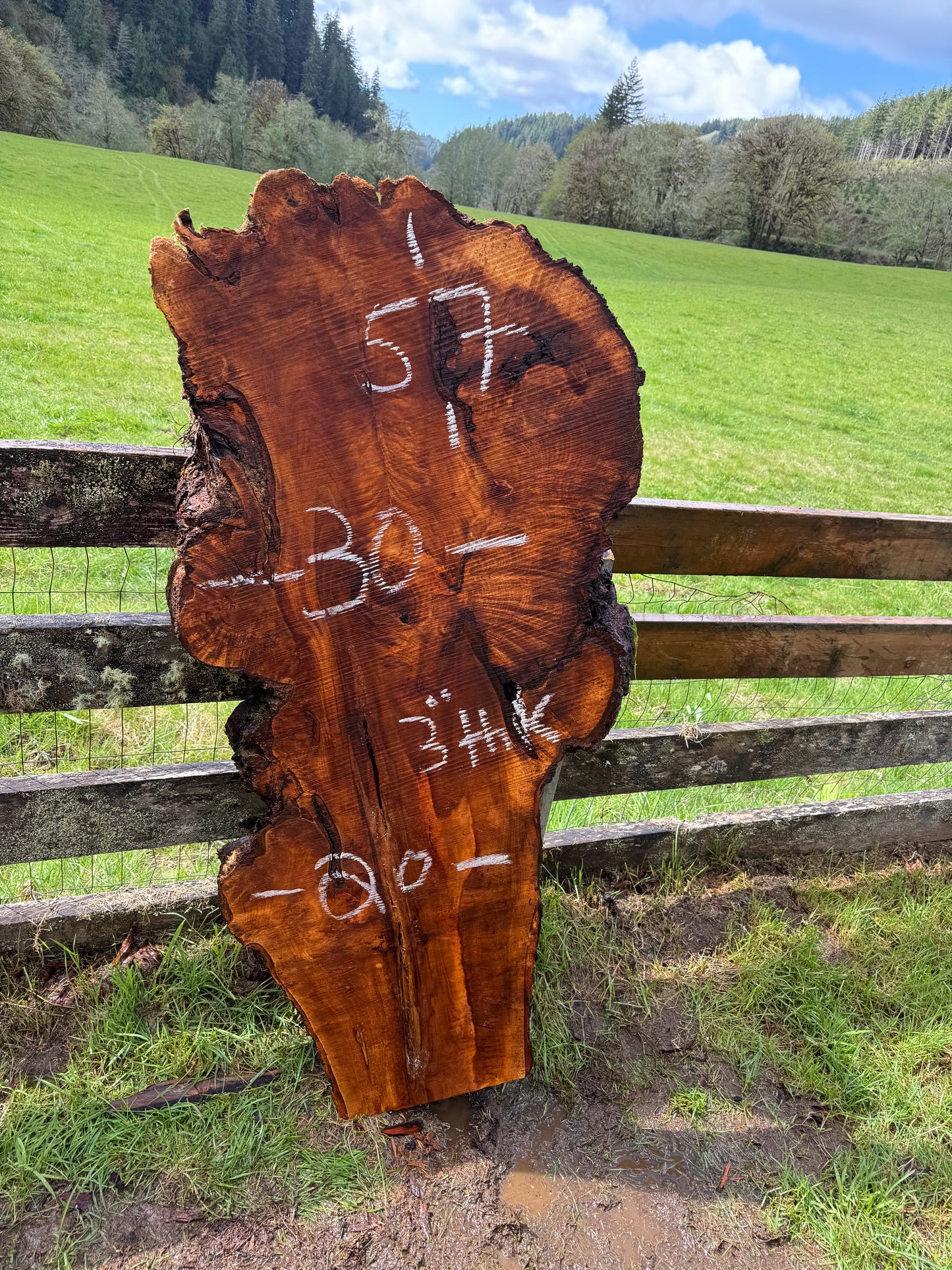 Maple Burl Slab - 57" x 30" x 3"