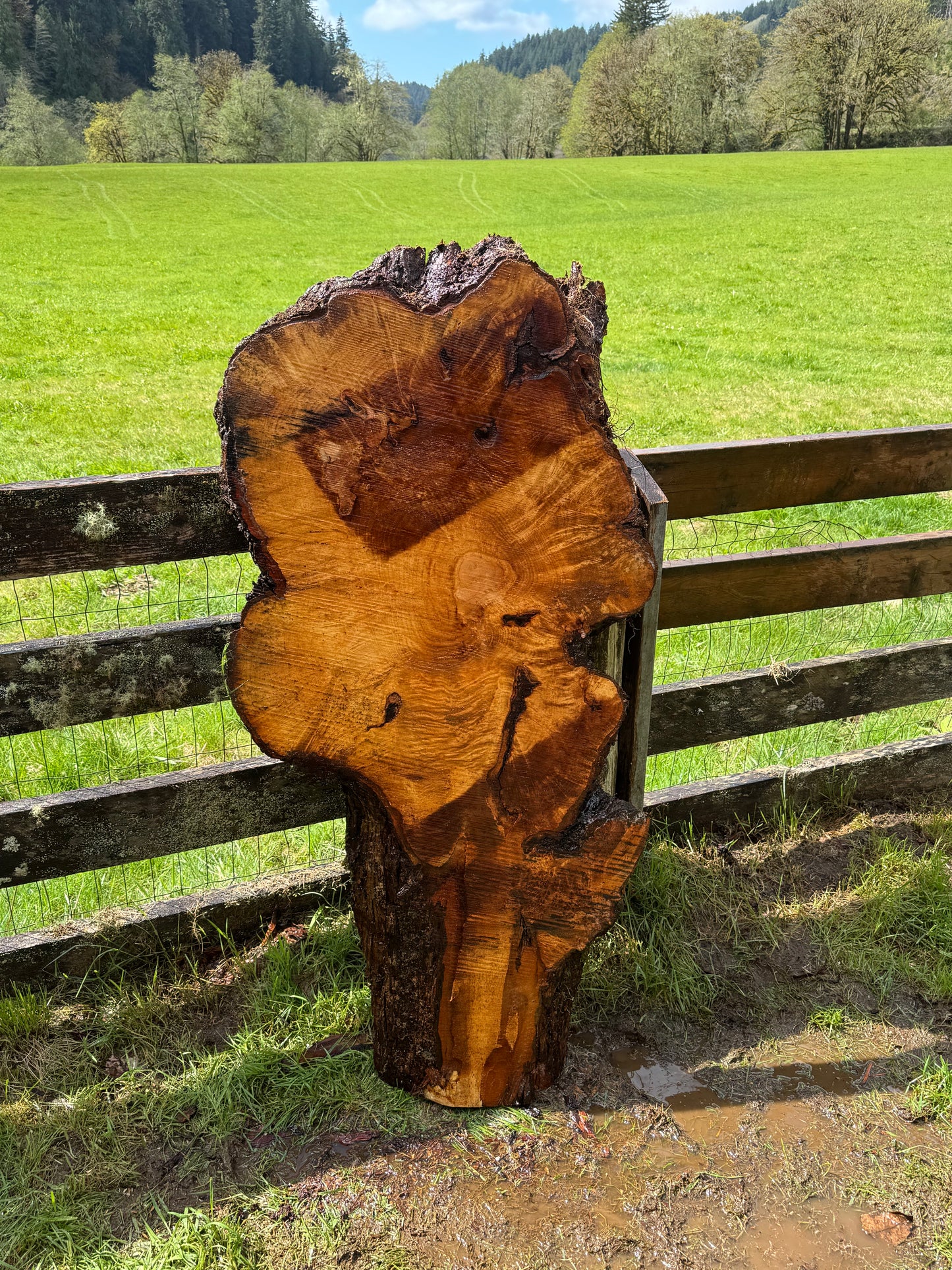 Maple Burl Slab - 57" x 30" x 3"