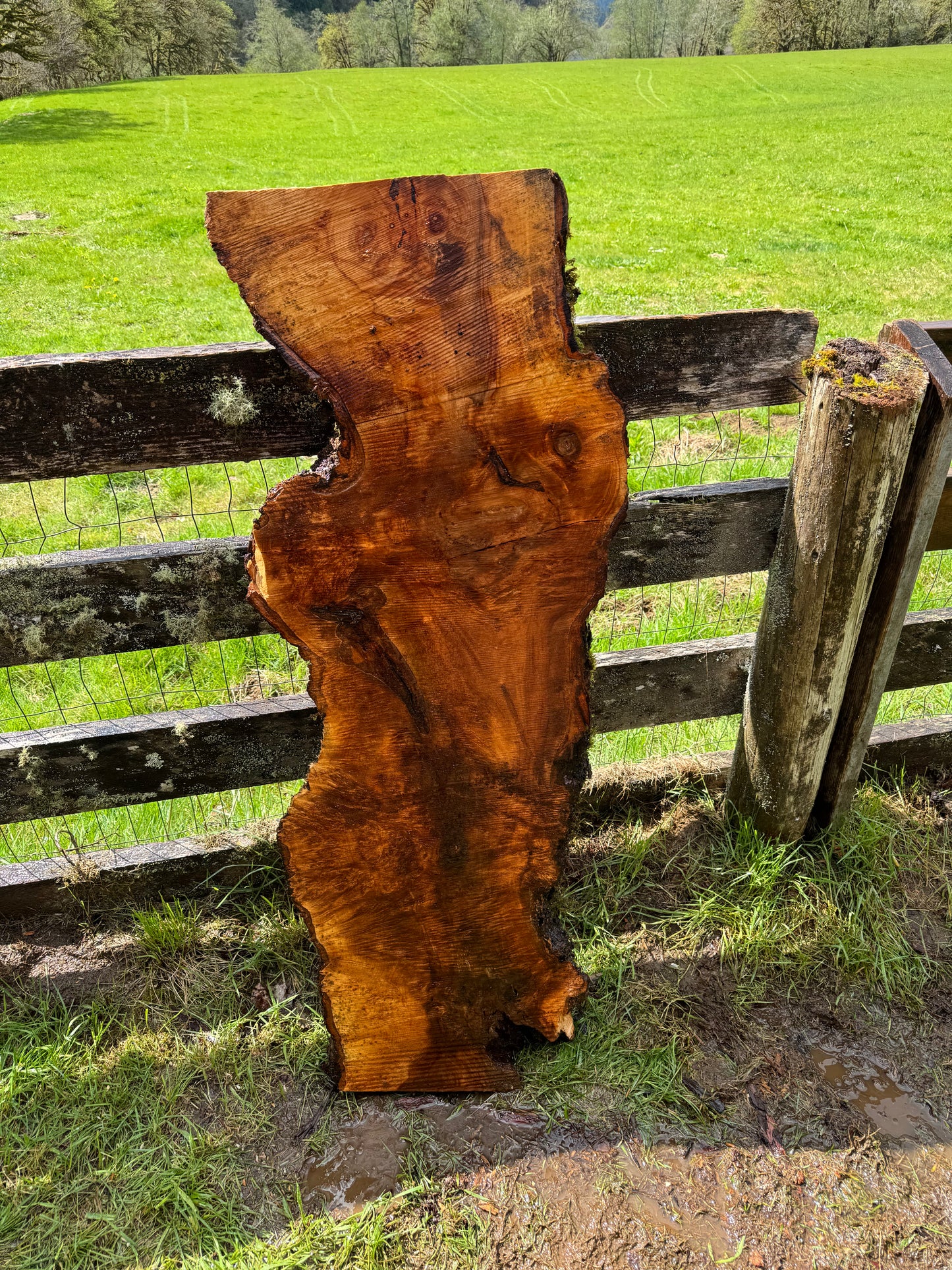 Maple Burl Slab - 50" x 20" x 2.5"